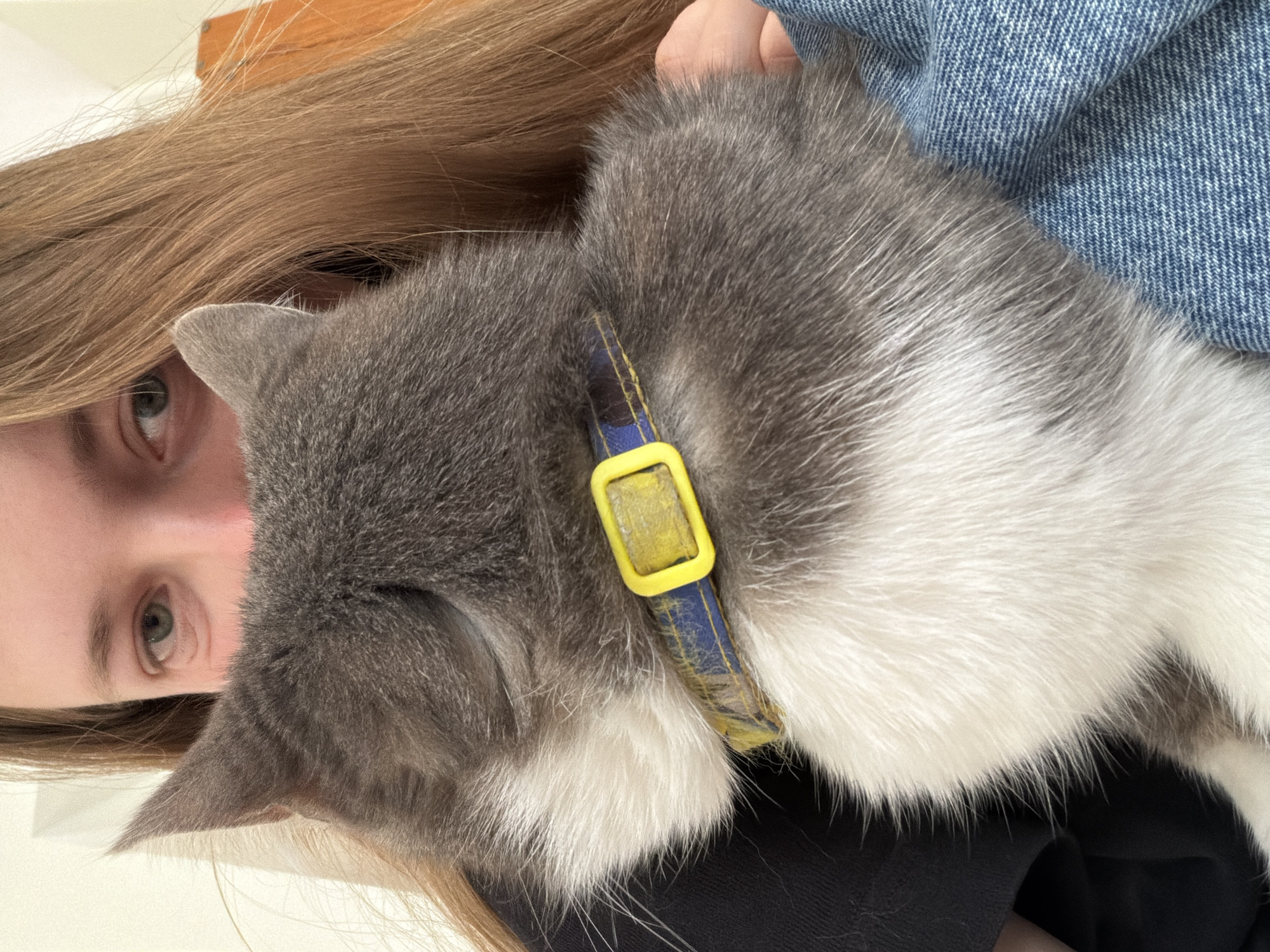 Person photographed with gray cat in Erba, Italy