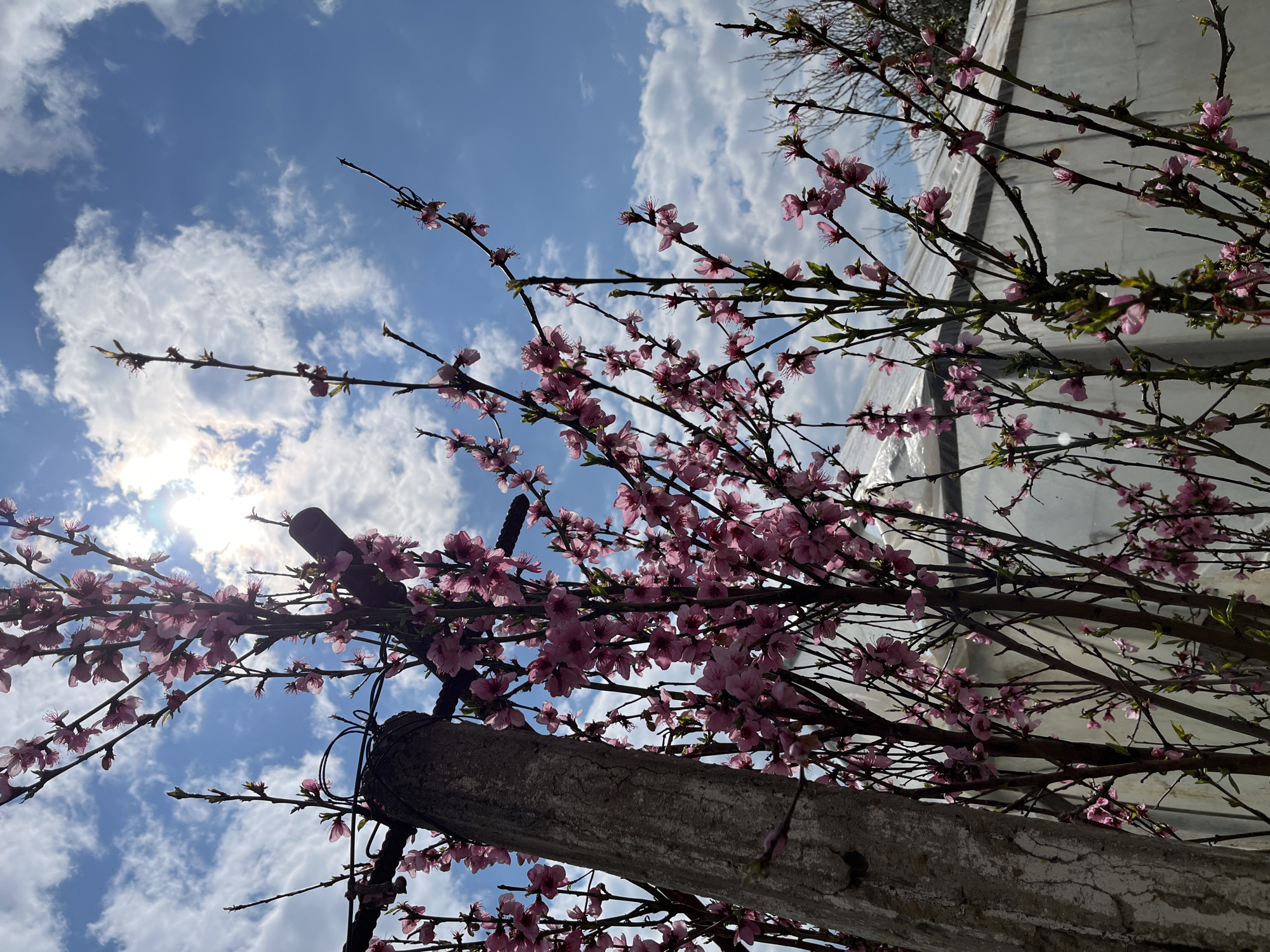 Spring flowers bloom in Dralfa, Bulgaria garden scene
