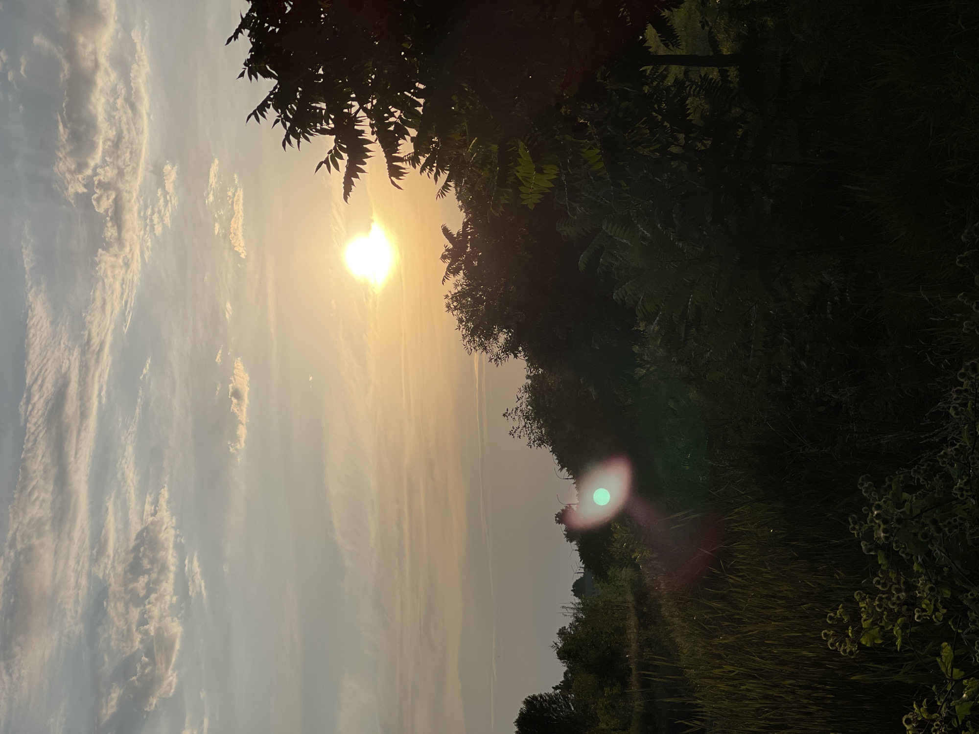 Ducks, willows, and a golden-hour waterside scene