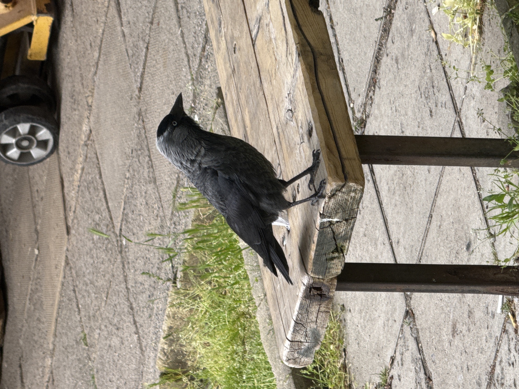 Jackdaw perches on weathered bench in Sofia