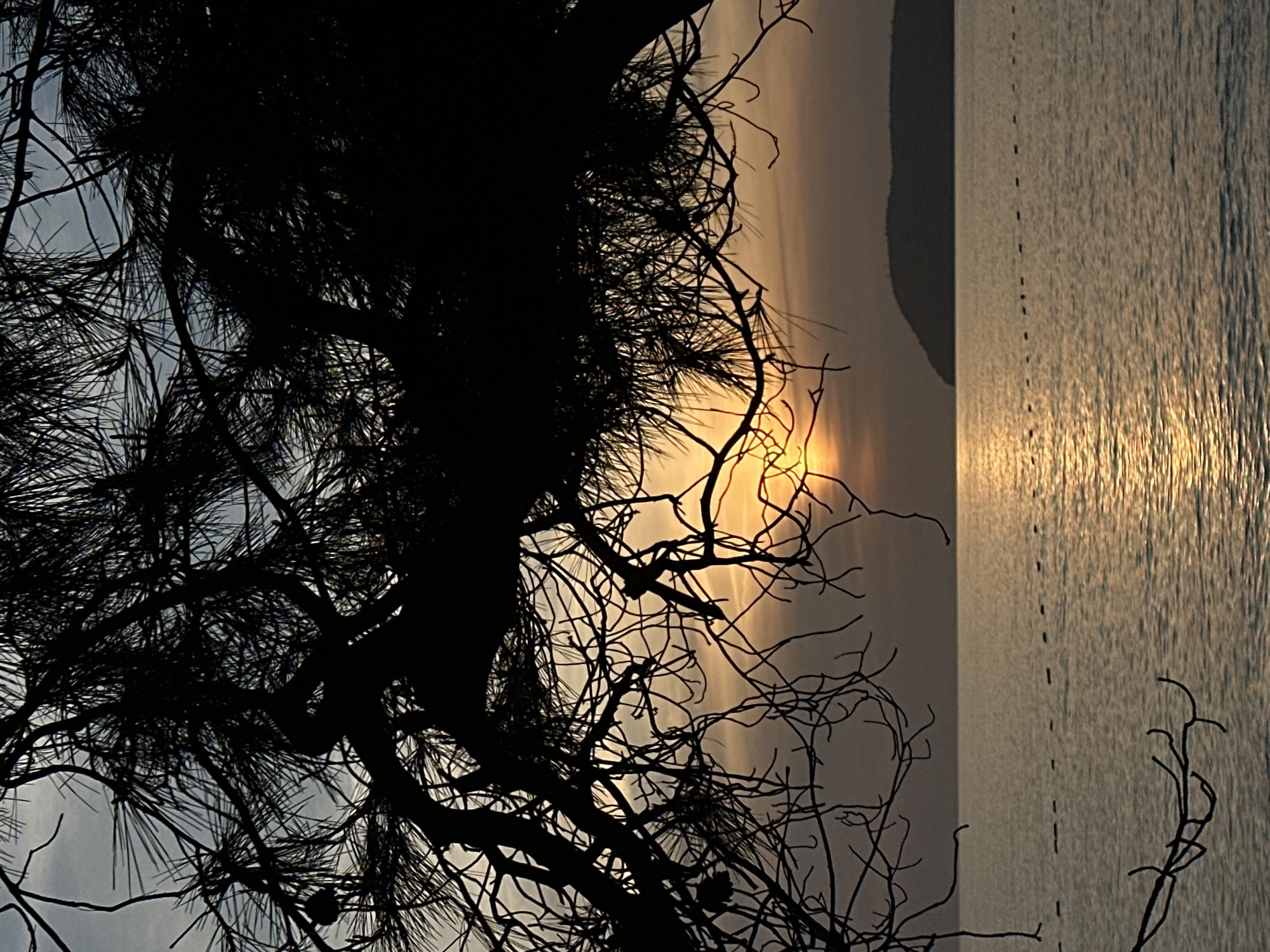 Sunset captured through silhouetted tree over water in Bar Montenegro