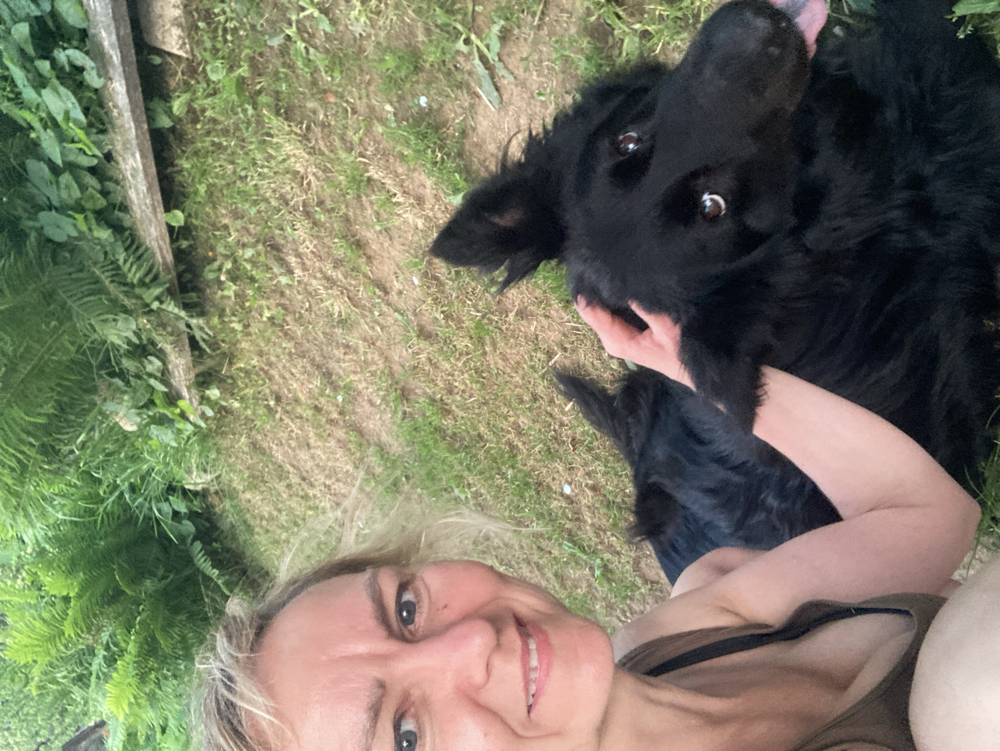 Summer evening in rural Belarus with a black German Shepherd