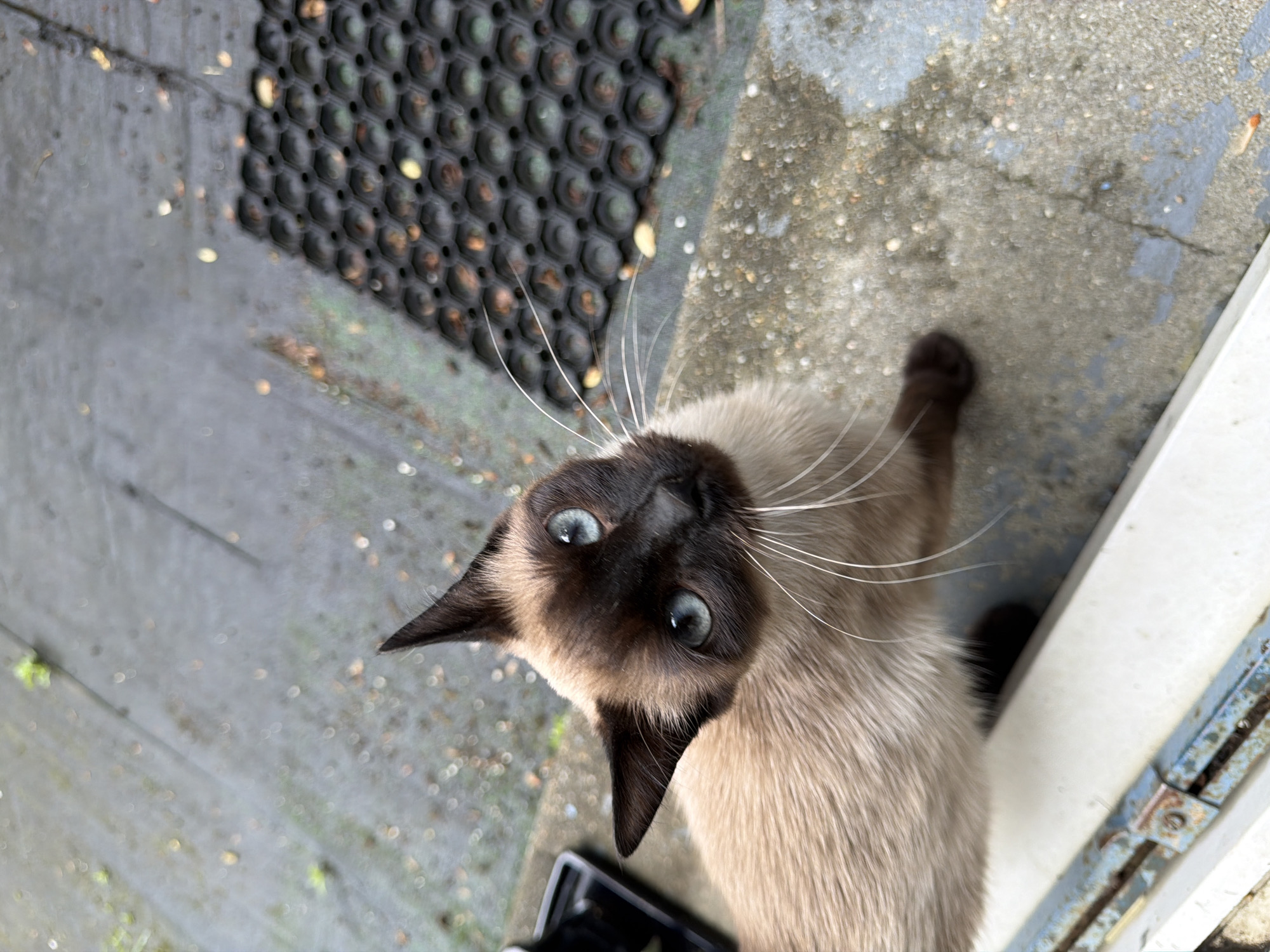 Siamese cat spotted on outdoor surface in Orsay