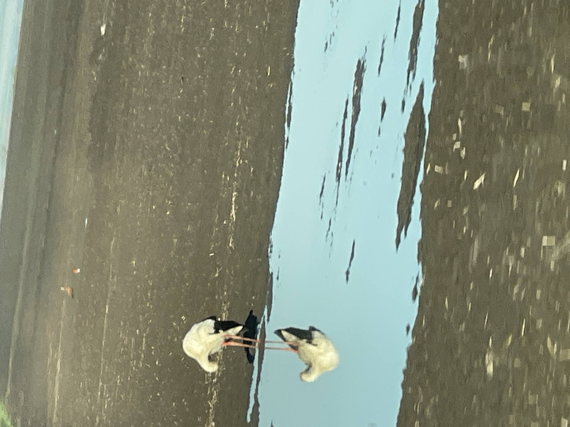 Two birds spotted feeding in shallow water in Kameno