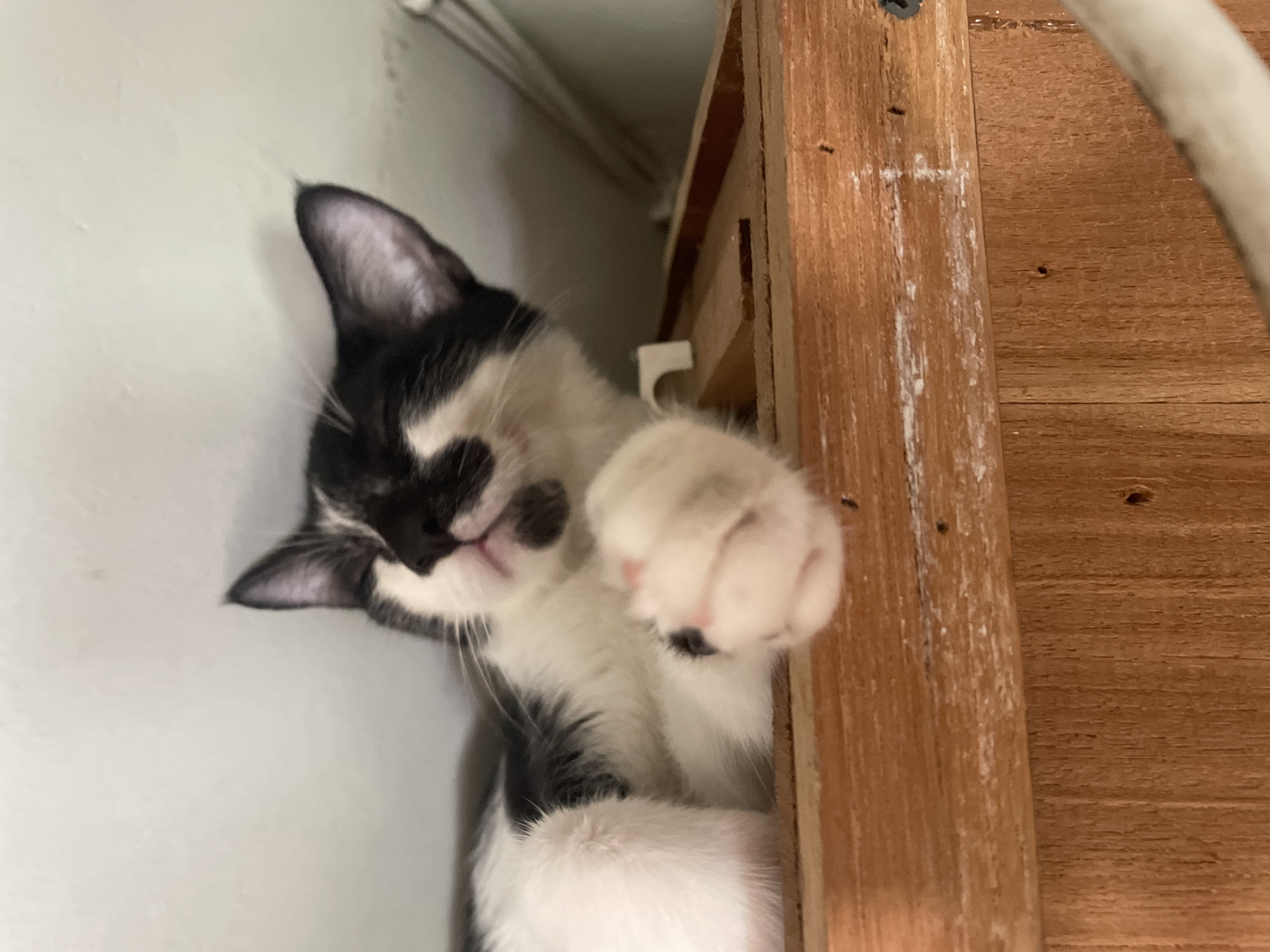 Tuxedo cat observed in various poses near Denpasar electrical outlet