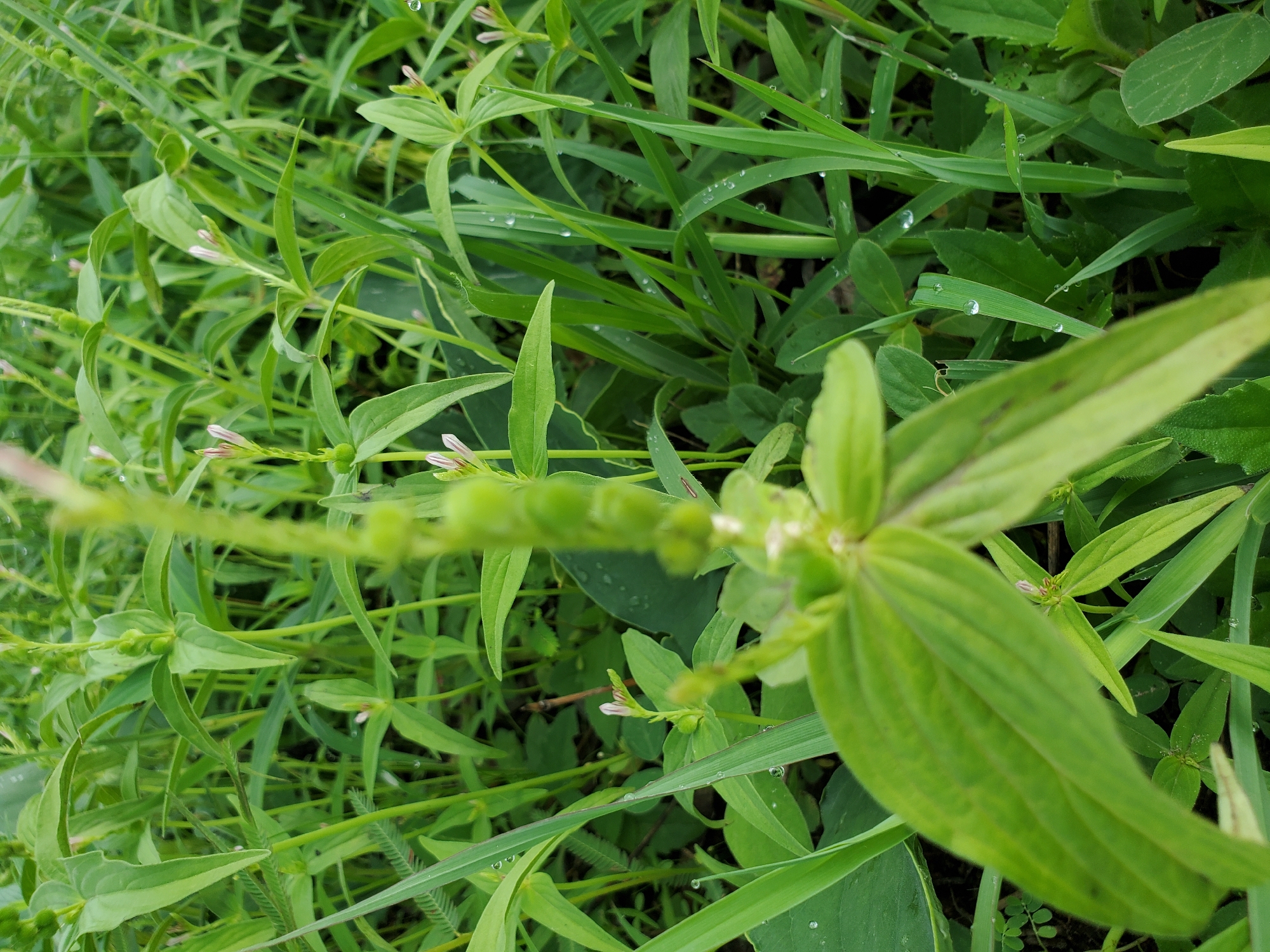 Morning vegetation observations recorded in Mararaba, Nigeria