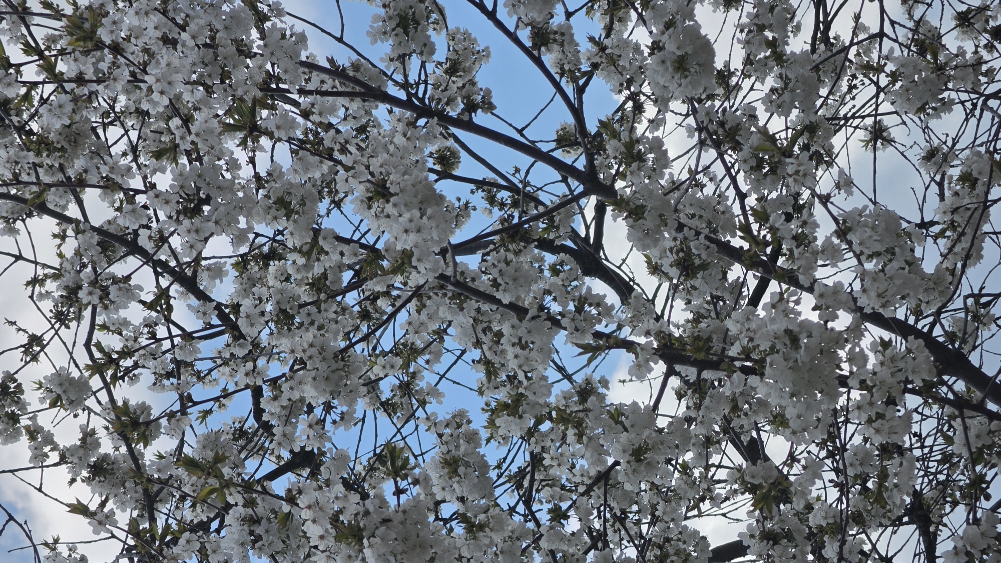 Spring morning scenes captured across Balaleia, Bulgaria