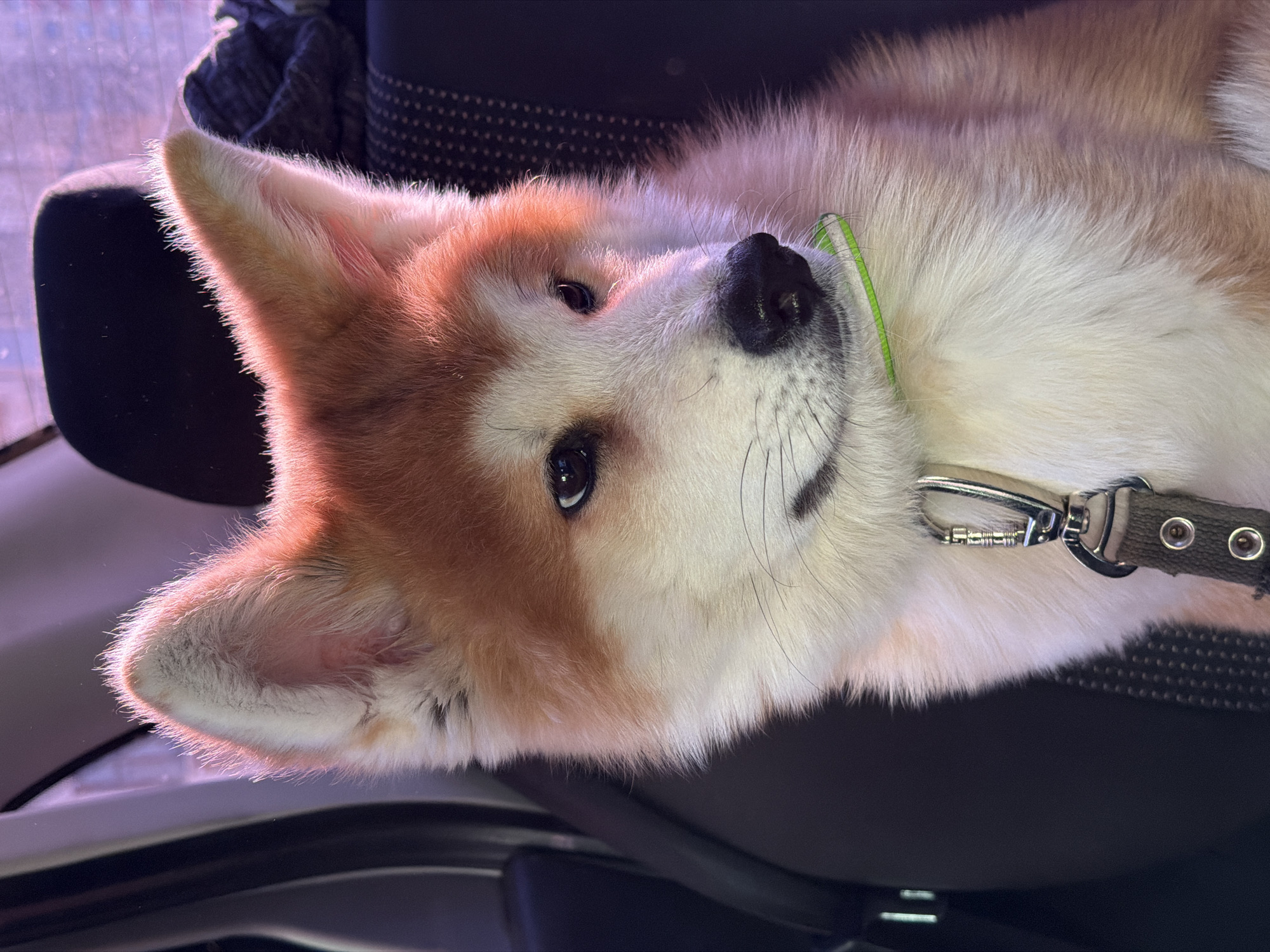 Person photographs self and Akita dog in Chaikovsky vehicle