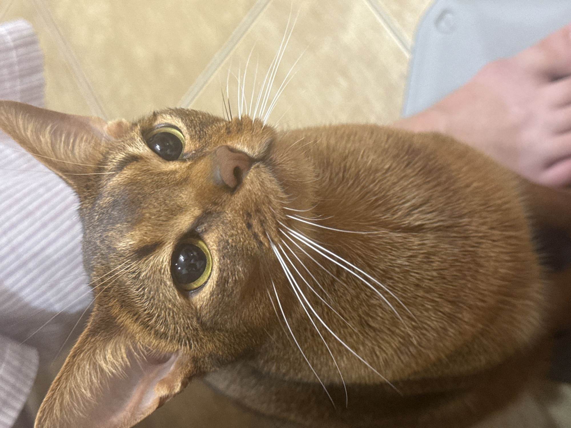 Ginger cat rides shoulders and steals snacks in Vinnytsia kitchen