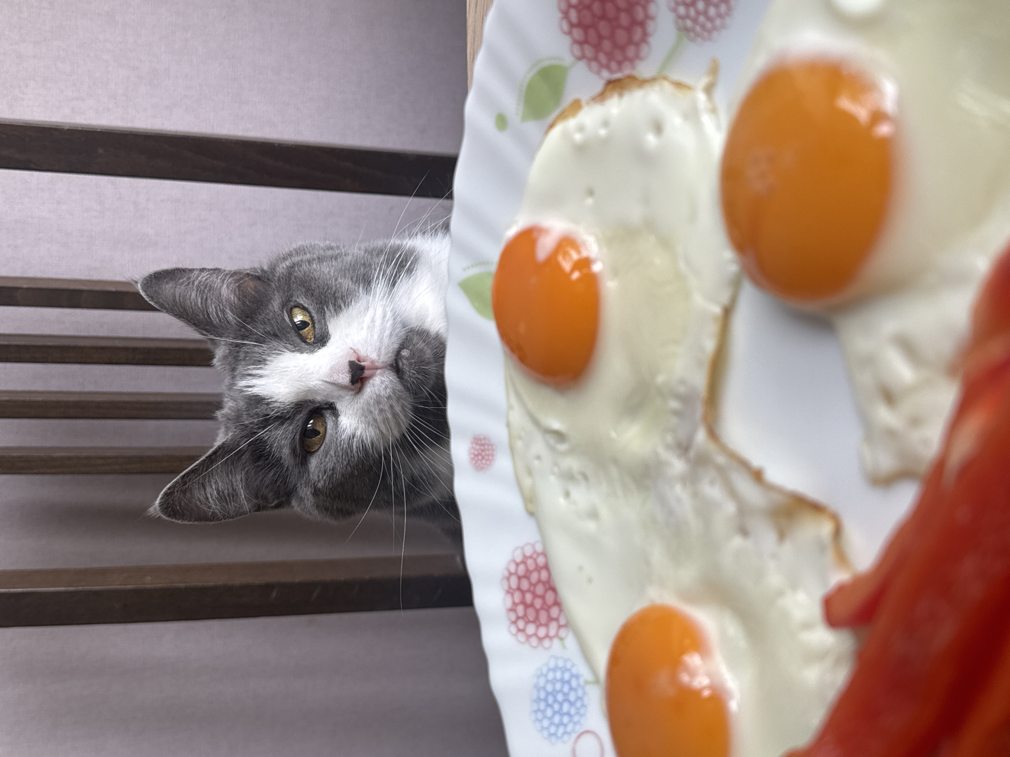 Cat at the table, very interested in breakfast.