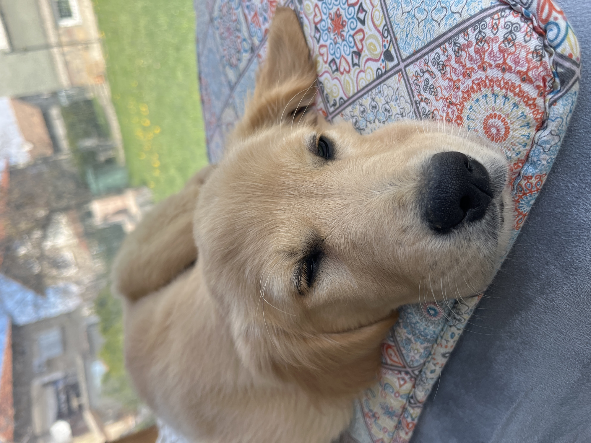 Golden retriever puppy sleeps on tiled floor in Bulgaria