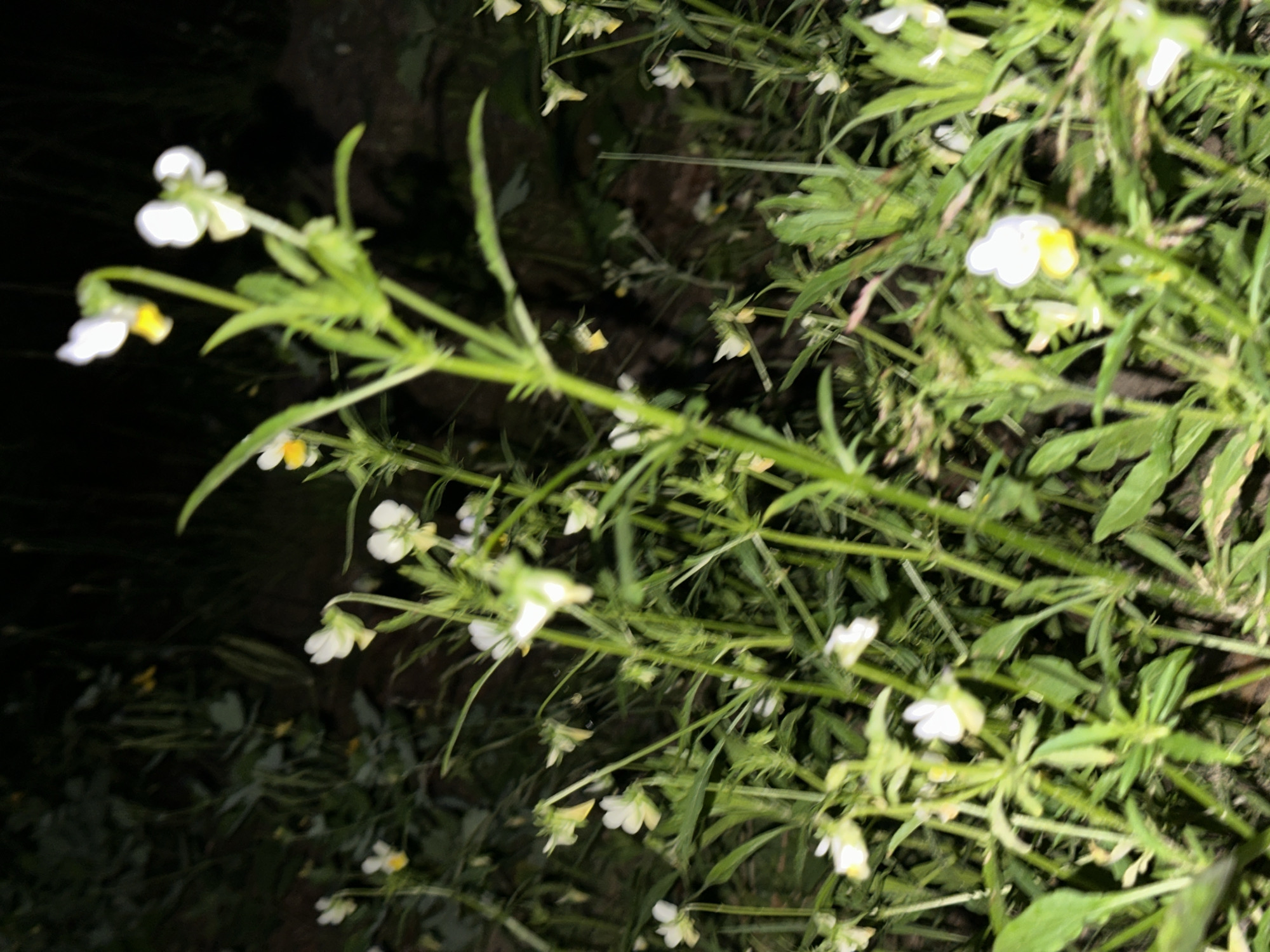 German Shepherd and nighttime garden photography, evening.