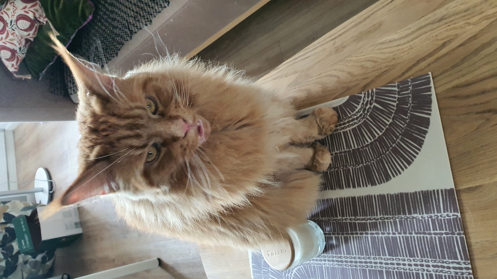Two cats at home in Krasnoyarsk, grooming and playing