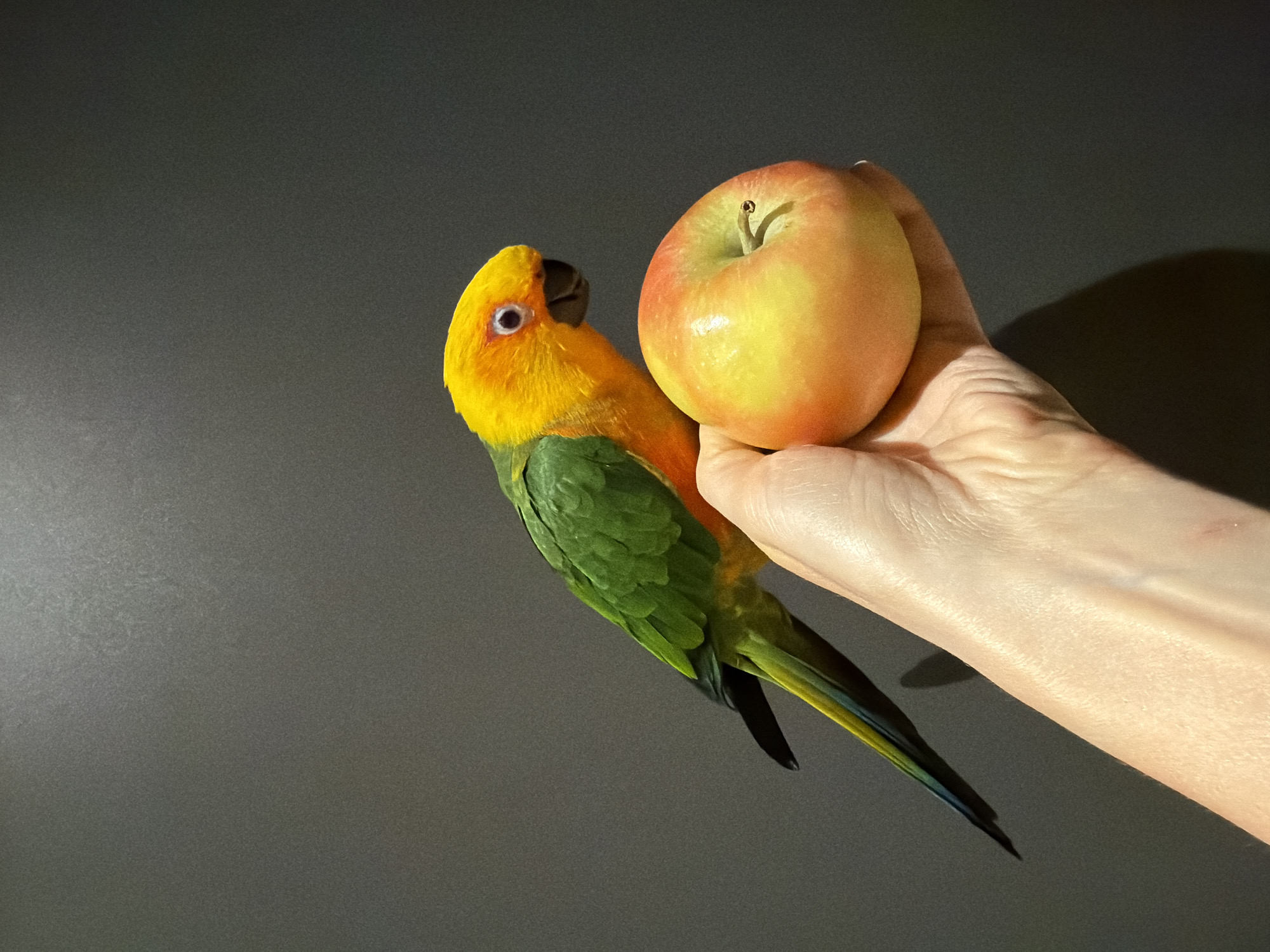 Parrot spotted on hand with apple in Khimki