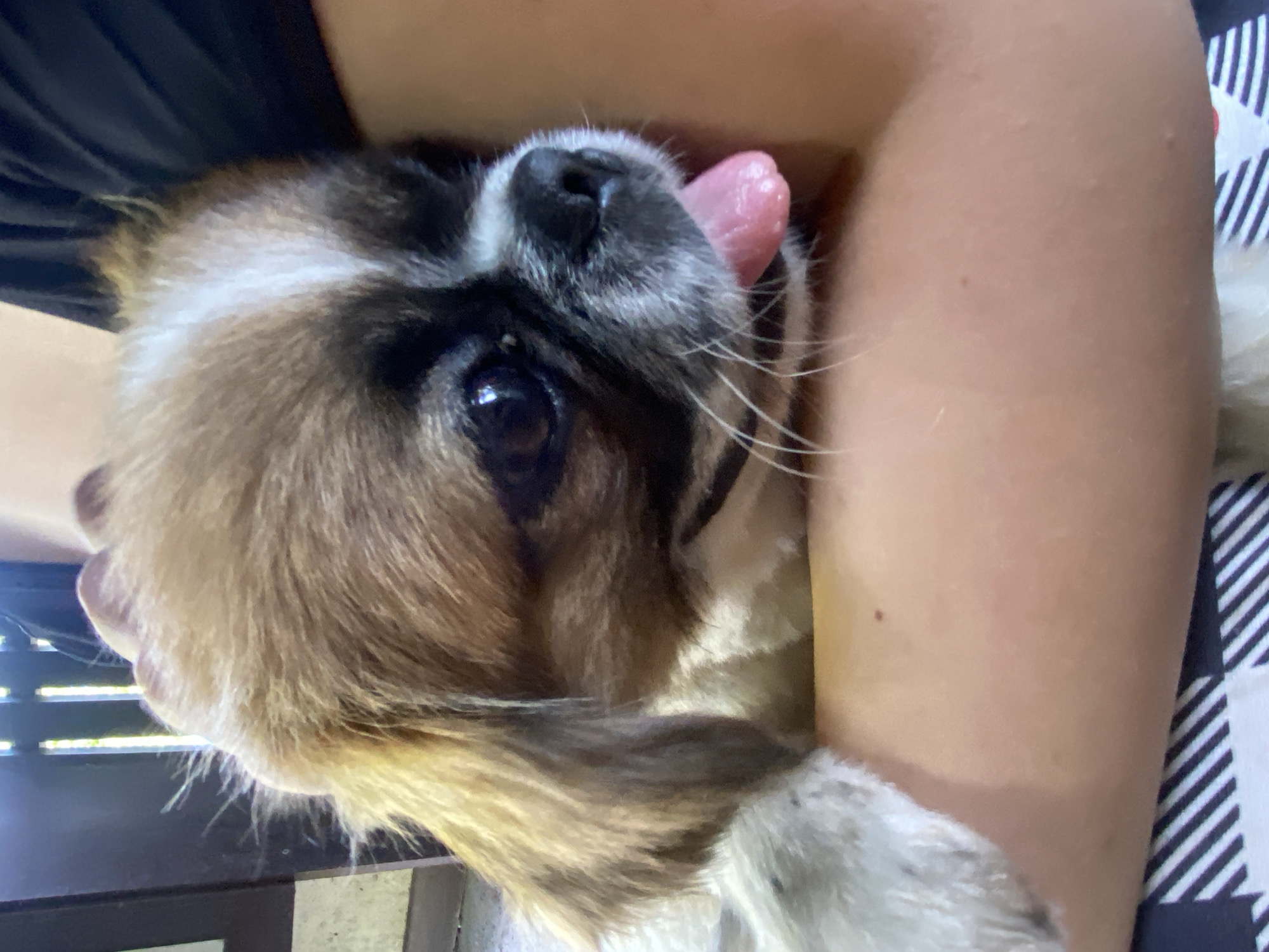 Close-up portraits of a small dog in Horodca, Moldova
