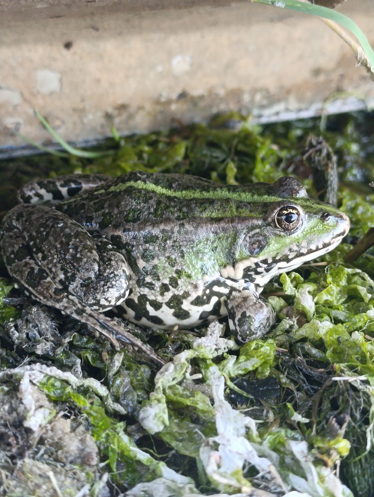 Frogs, a calico cat, and boats at a Ukrainian lakeside dock