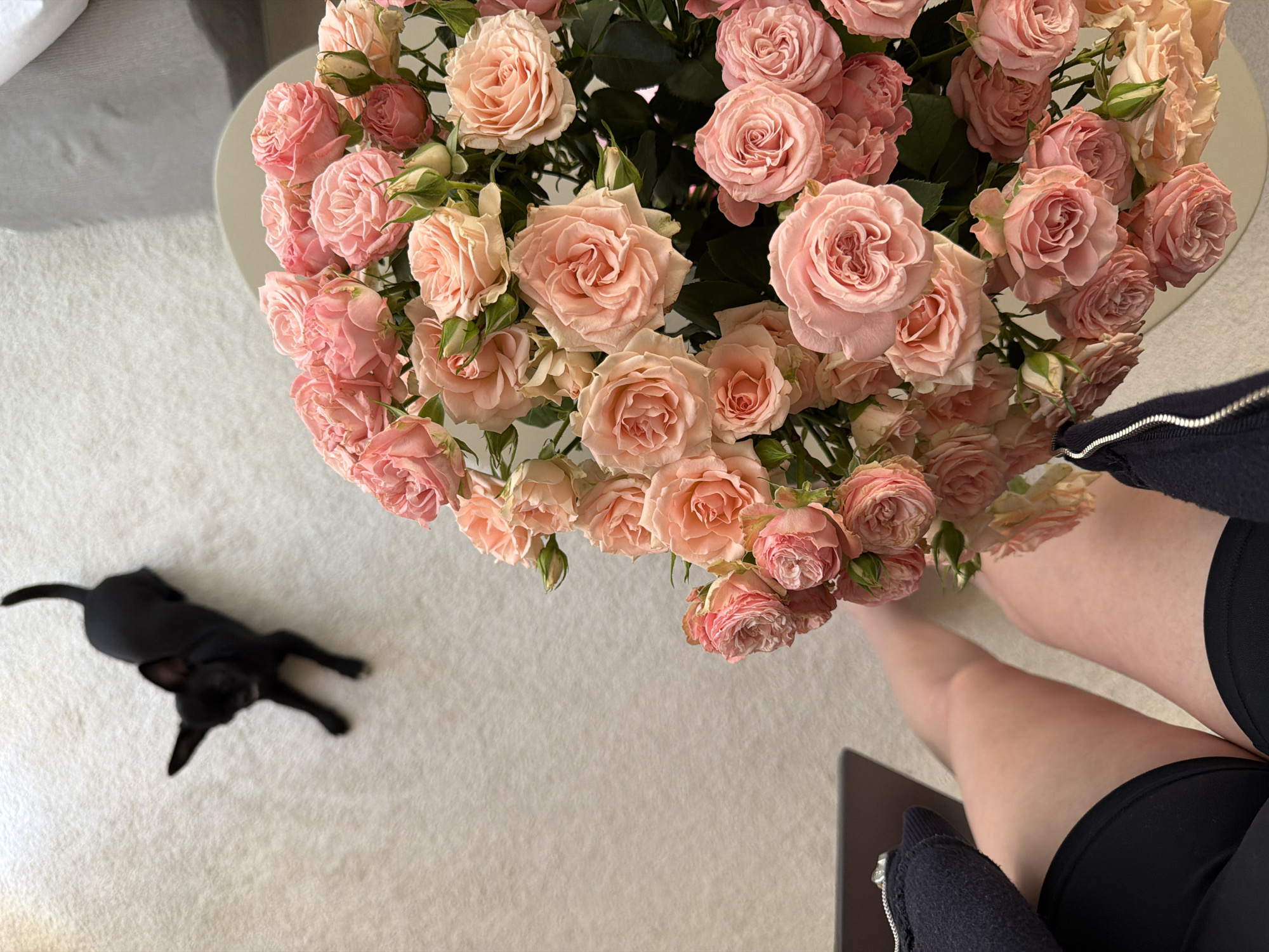 Pink roses, black cat photographed together in Montenegro home