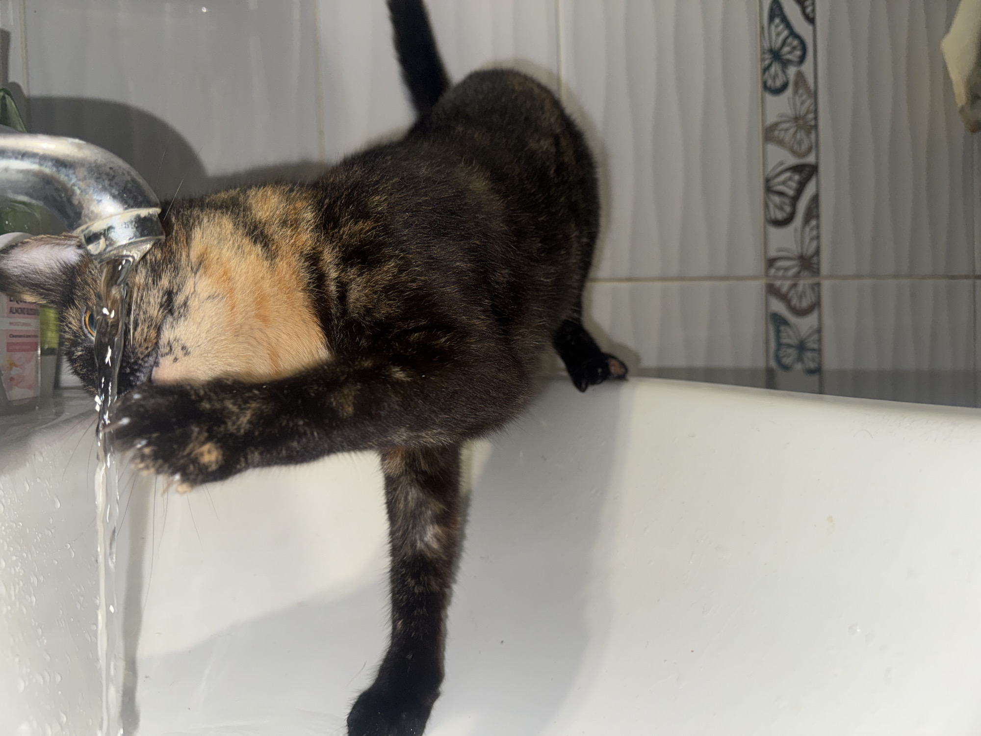 Cat drinks from bathroom sink, dog spotted nearby