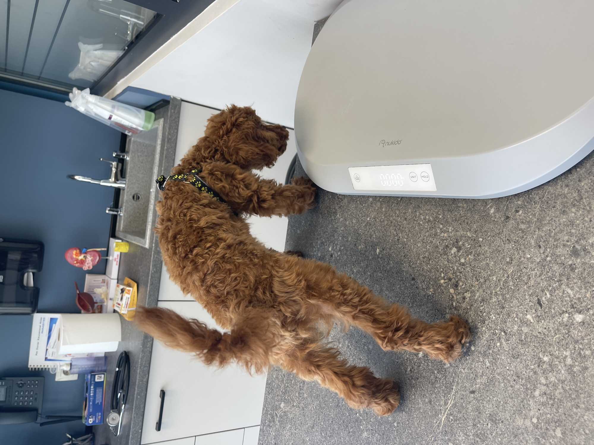 Brown poodle receives routine vet checkup in Sofia clinic
