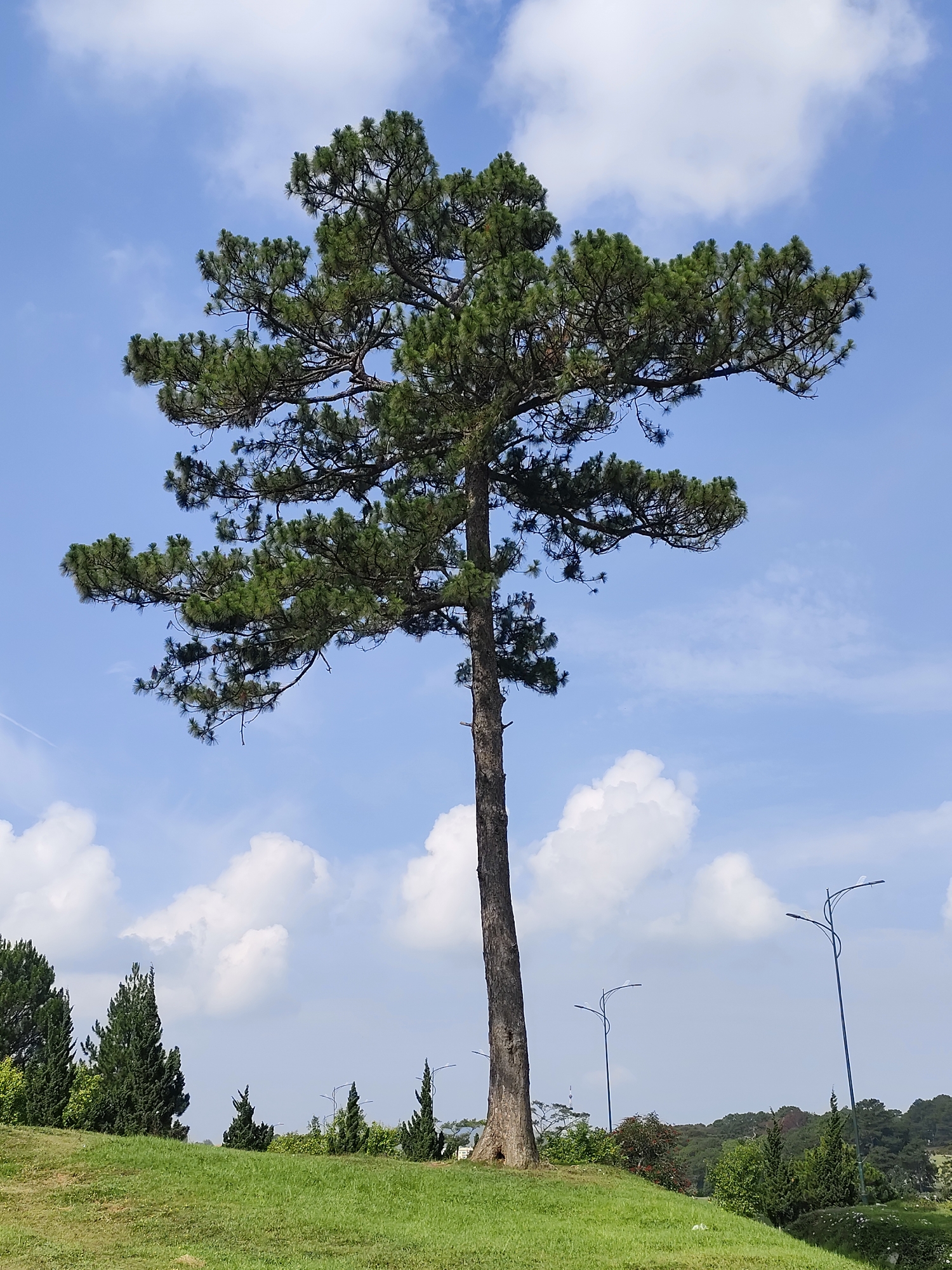 Morning scenes captured around Da Lat parks and lakeside areas