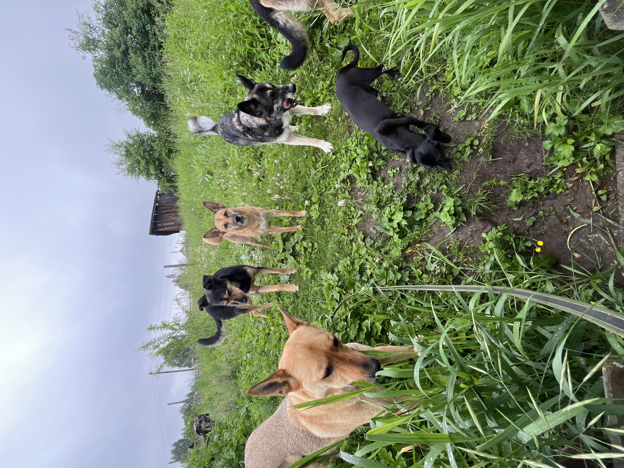 Dog pack explores rural Nizhny Tagil neighborhoods and yards
