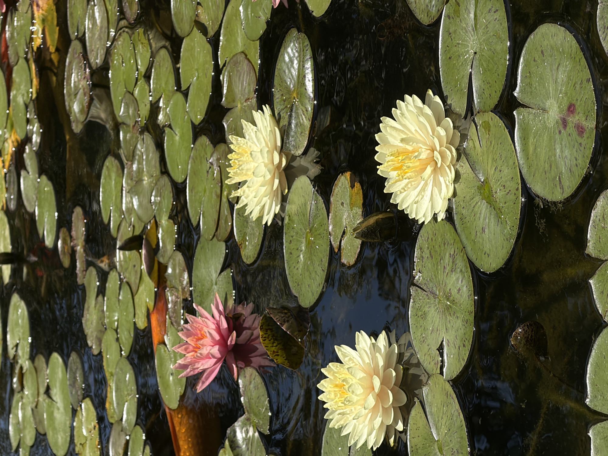 Water lilies bloom in Ramat Gan pond