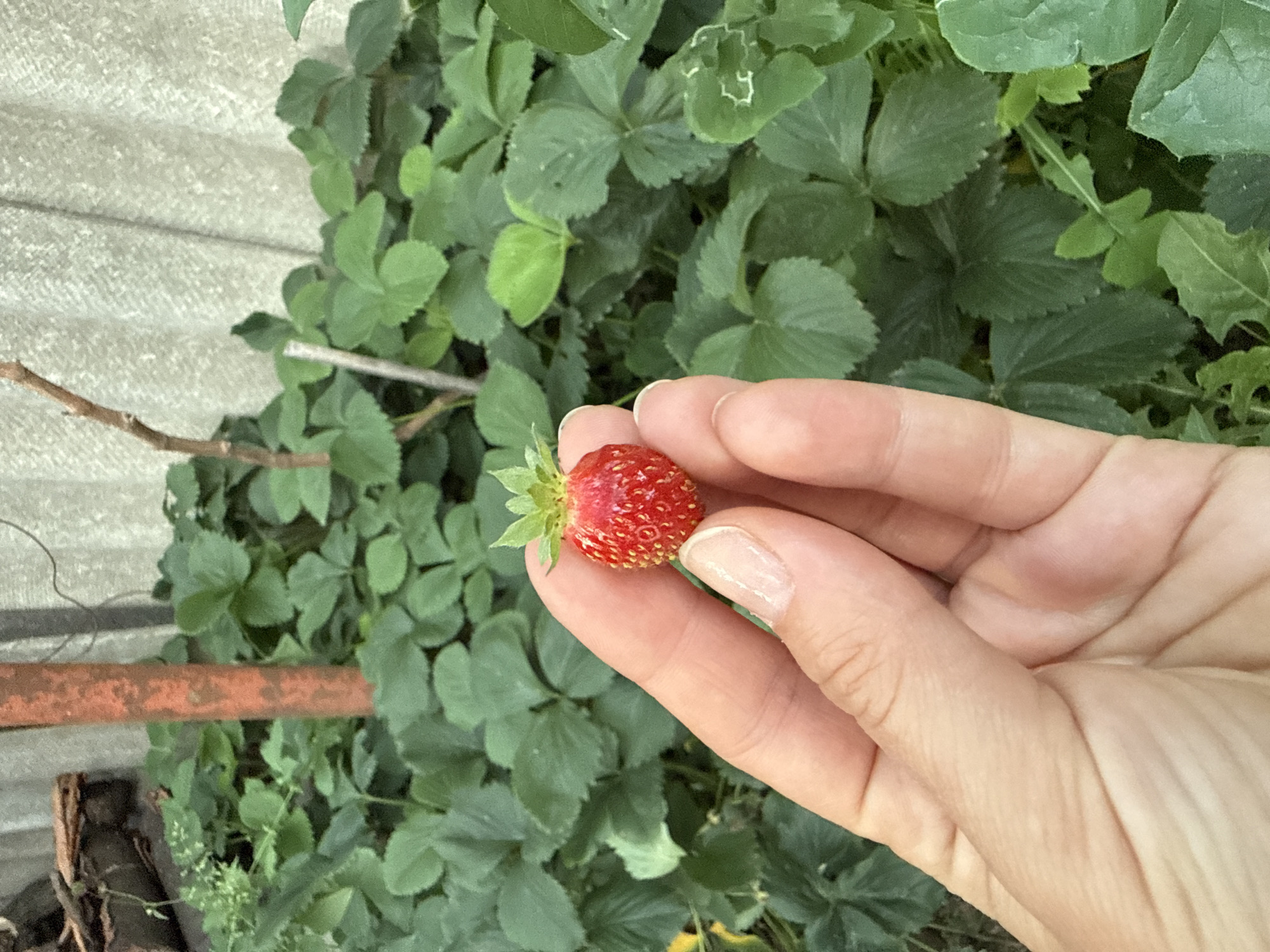 Ordinary domestic moments with cat, strawberries, plants documented in Uzhhorod