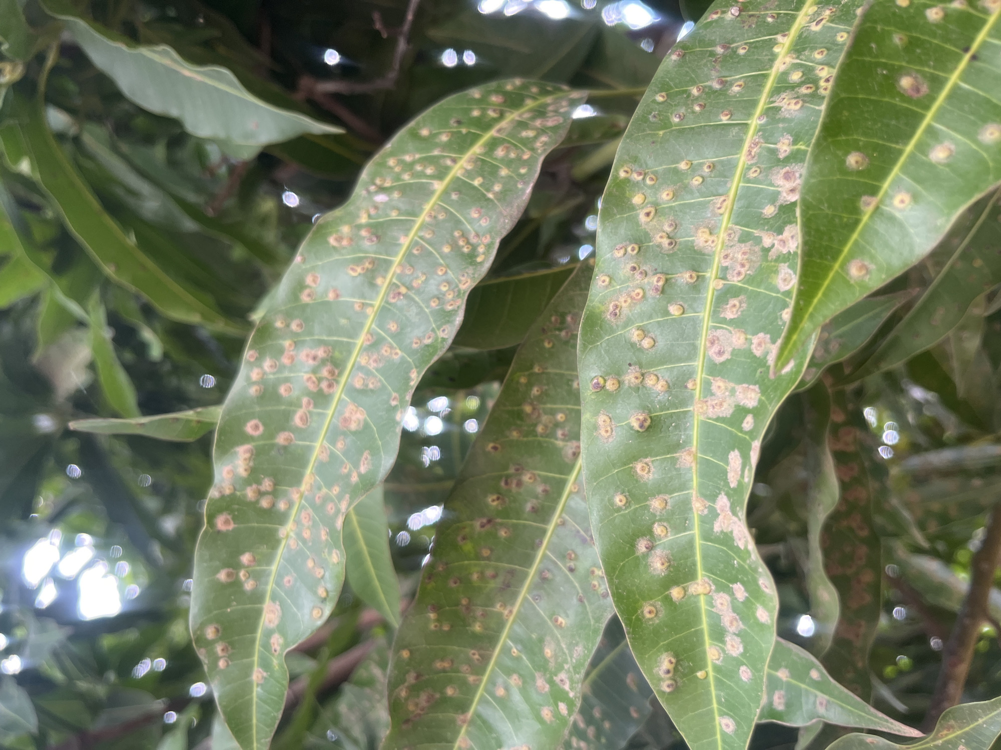 Agricultural survey documents diseased mango trees in Nigerian settlement