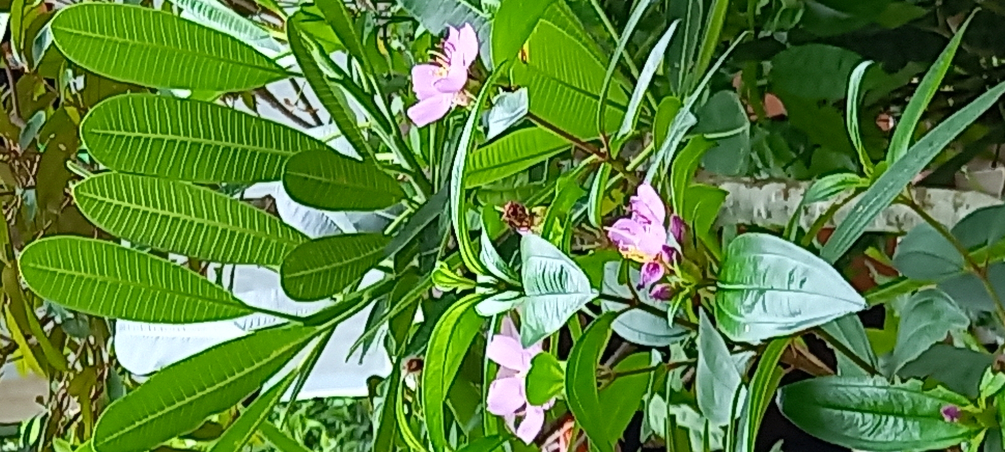Morning documentation of tropical flora and housing in Koh Phangan