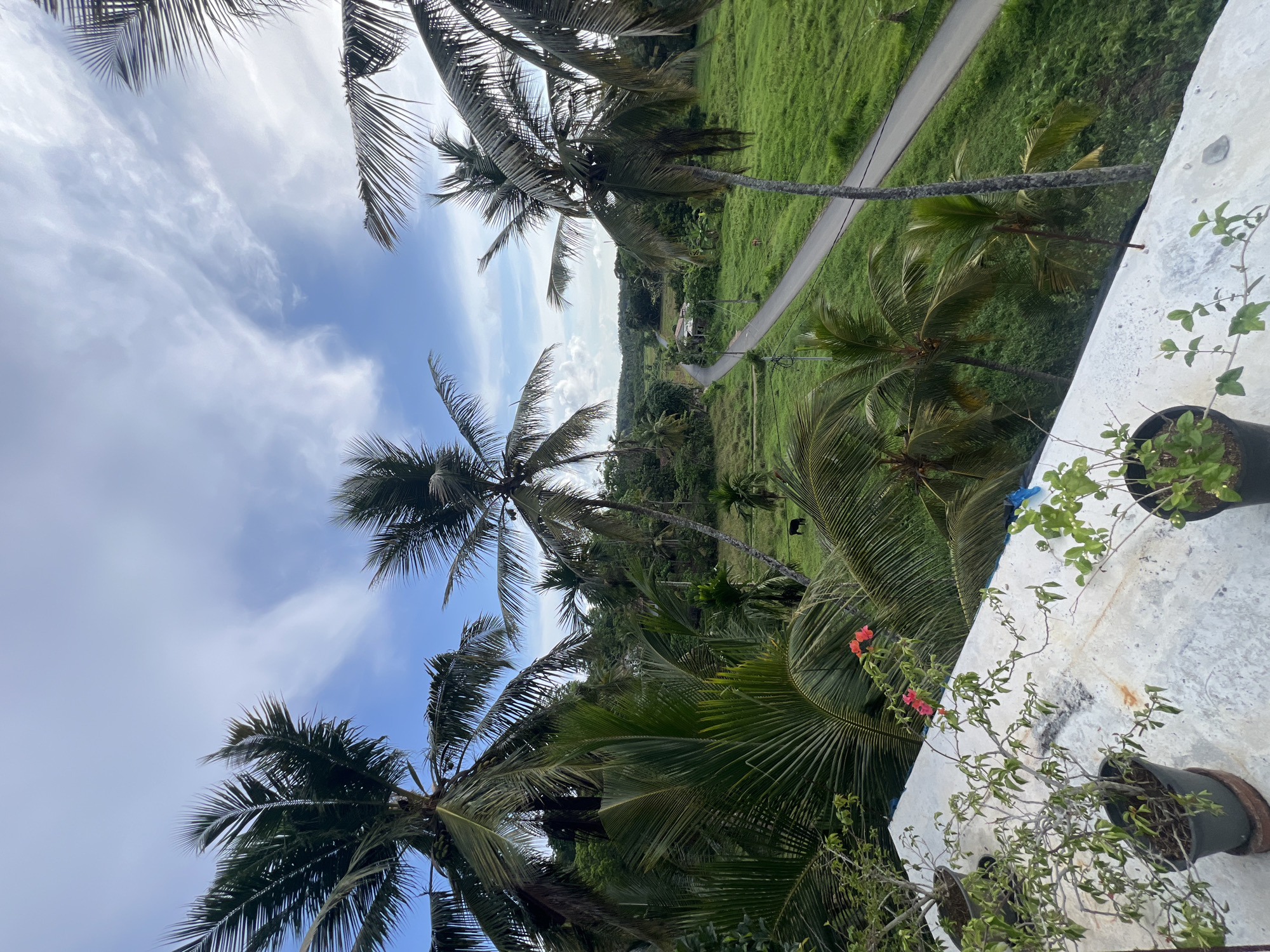Scooters travel rural road amid palm trees in Sri Lanka