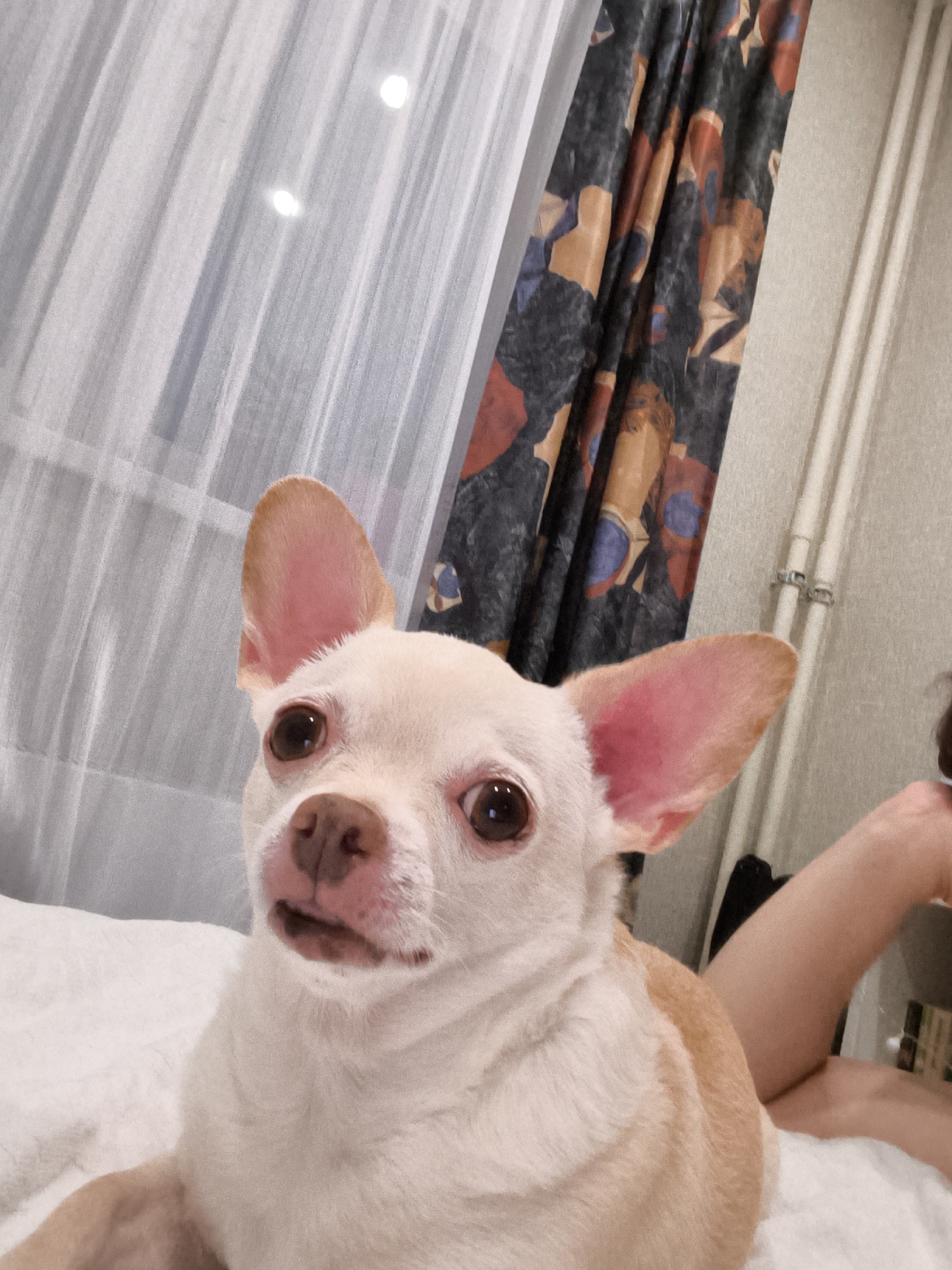 Lazy afternoon with two chihuahuas on a bed in Chelyabinsk
