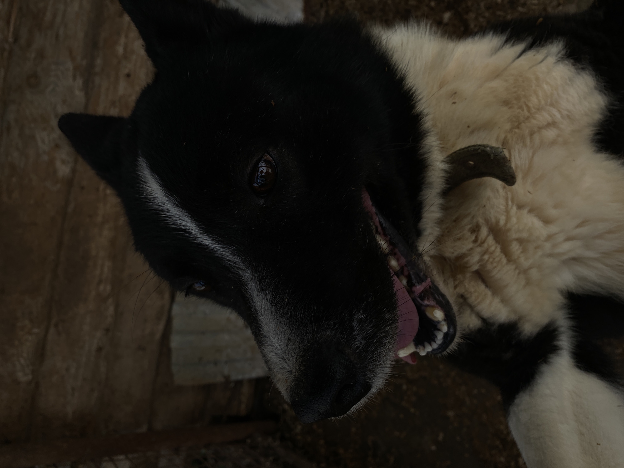 Dog spotted resting on back in Noviy, Russia
