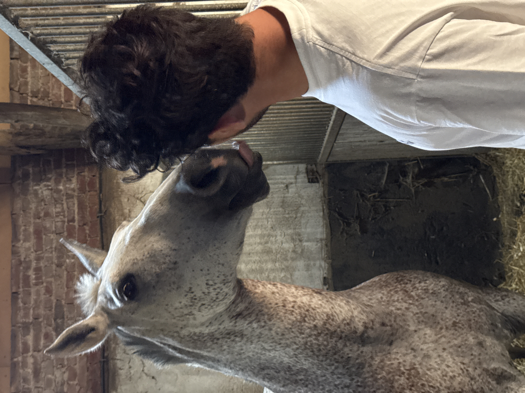 Newborn foal and mare tended to in Belgian stable