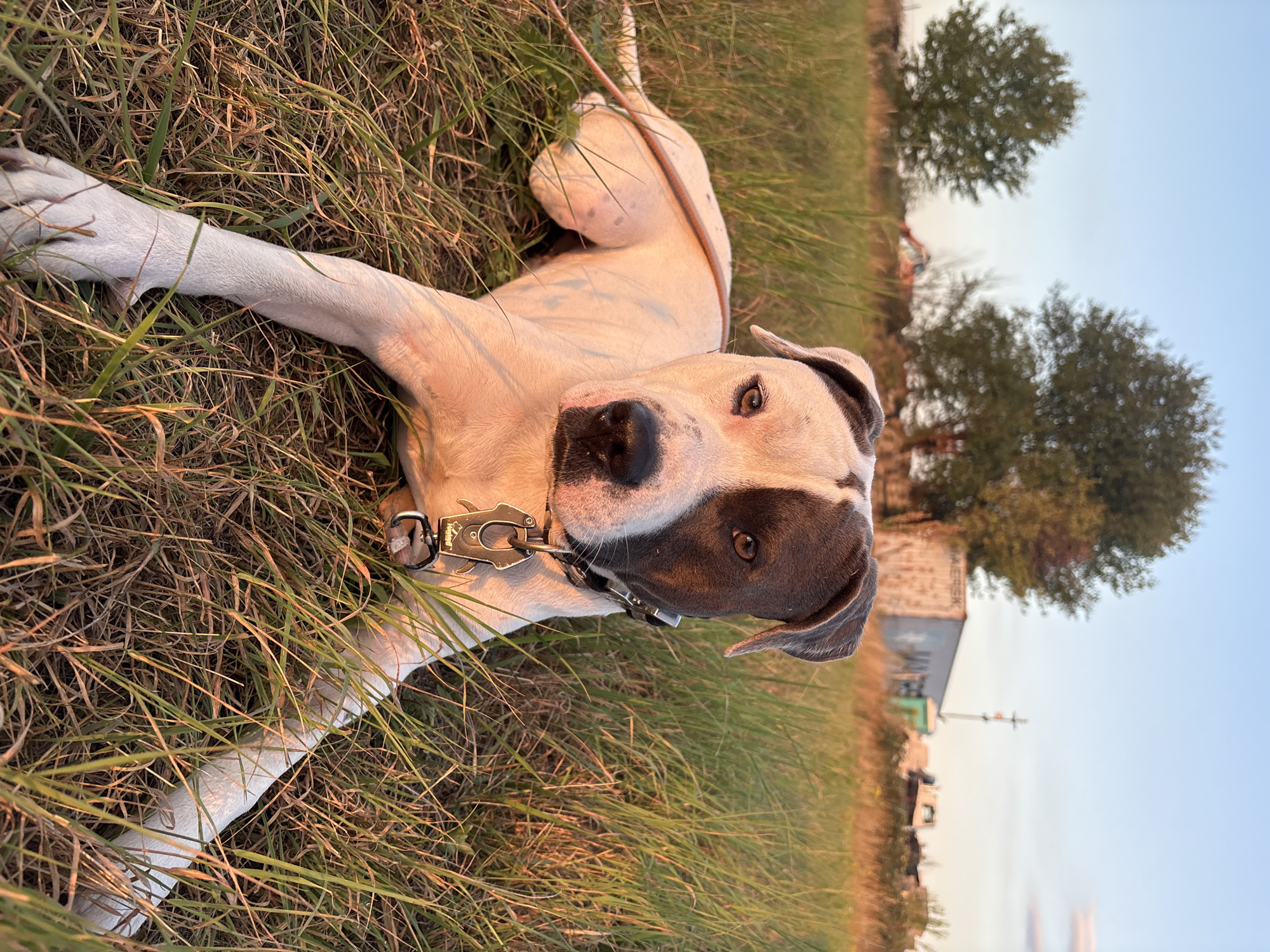 Pit bull relaxing on a grassy field in Wrocław