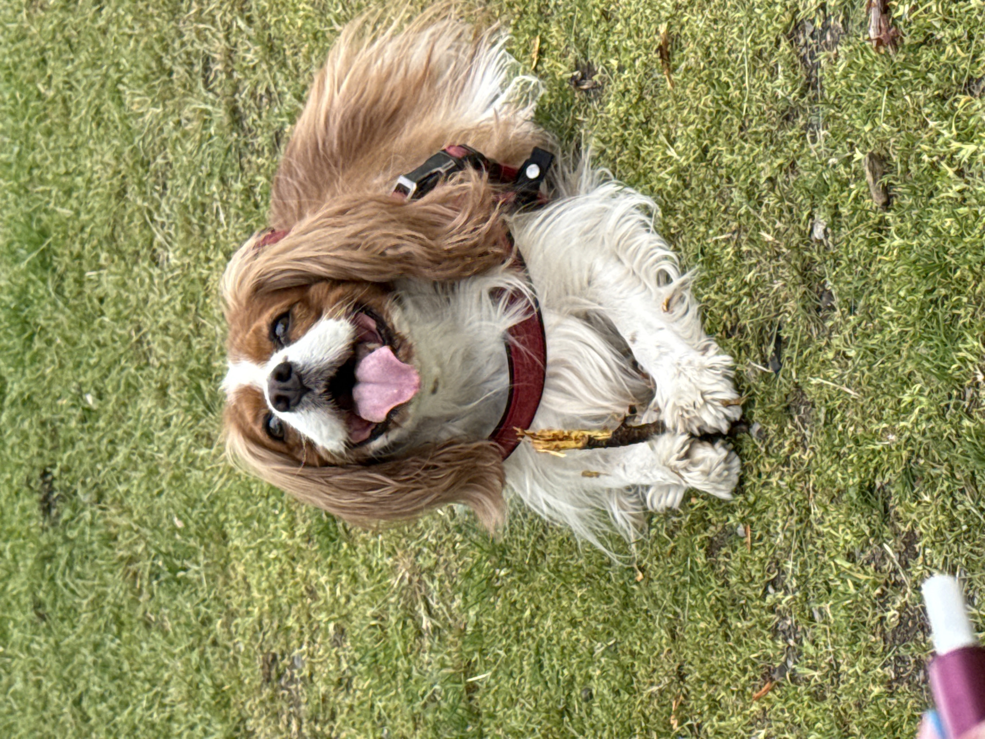 Dog plays on grass in Sofia park