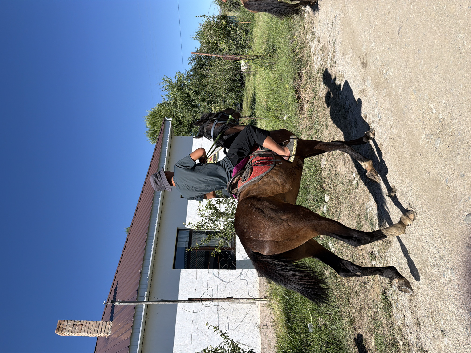 Horses, cattle, wildflowers, and trout on a rural summer morning