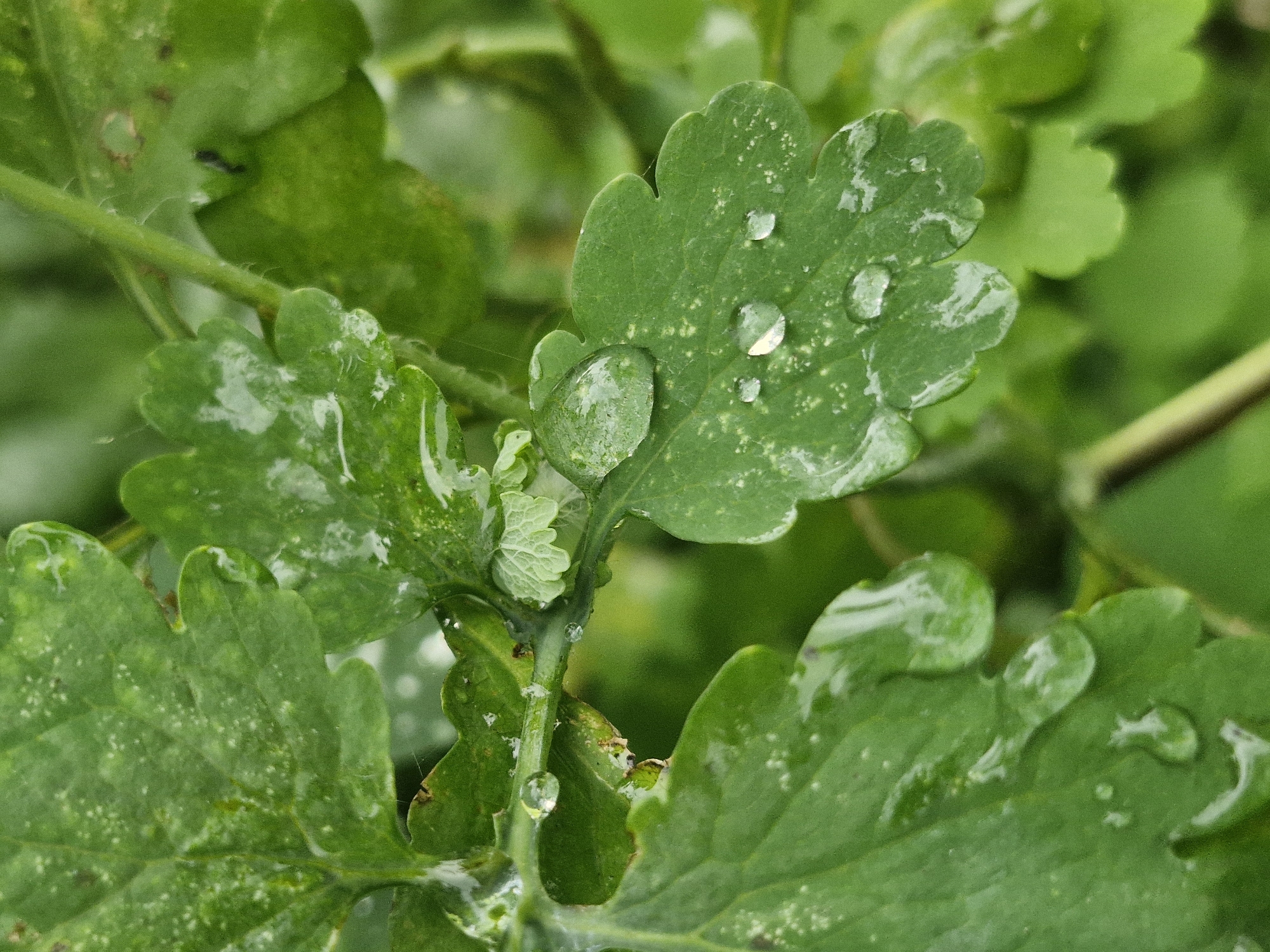 Macro exploration of a wet Latvian garden after rain