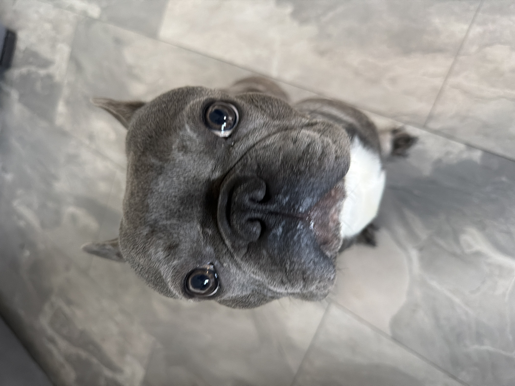 French Bulldog photographed indoors in Ruse, Bulgaria