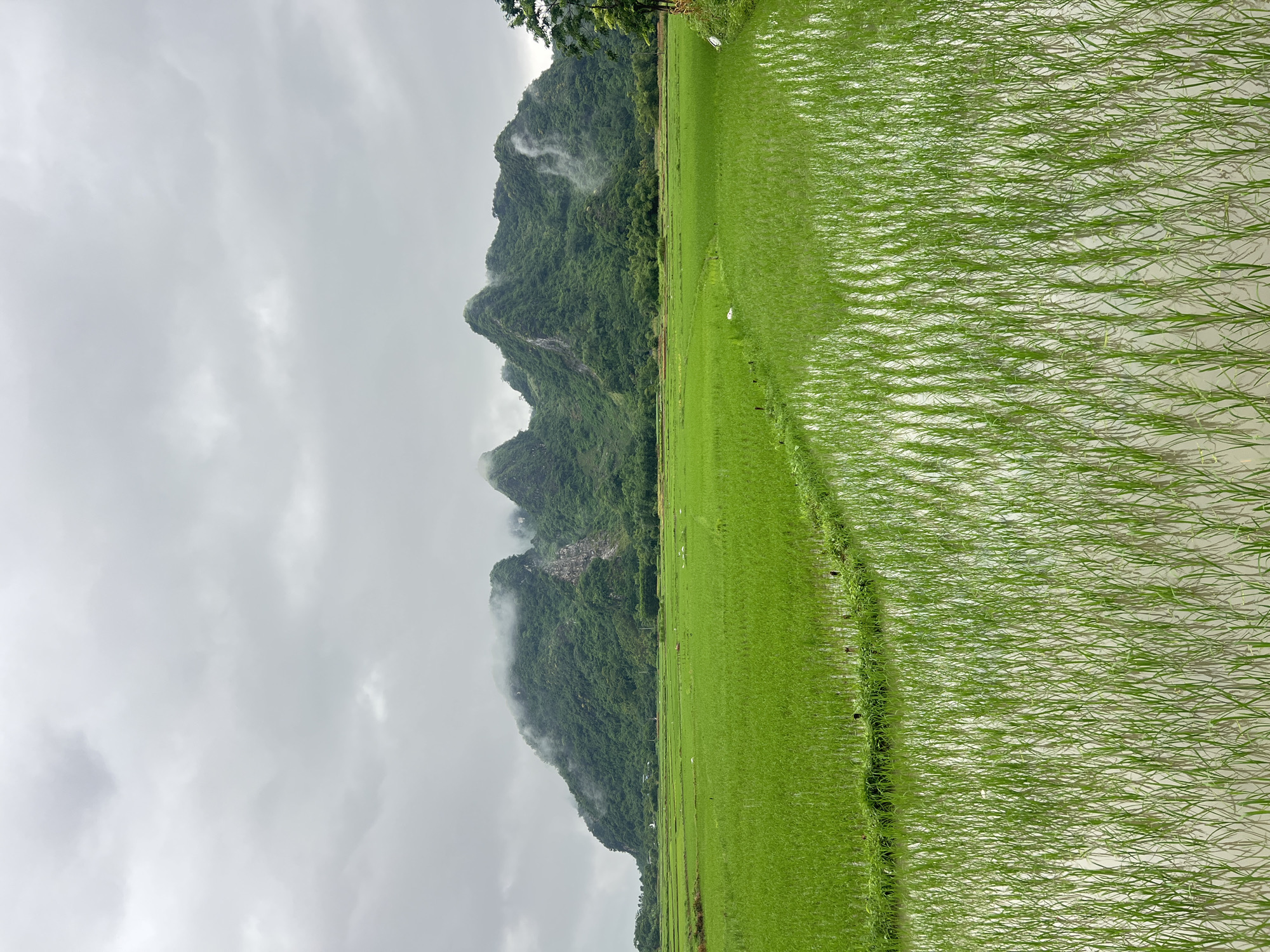 Flooded rice paddies under cloudy skies in rural northern Vietnam