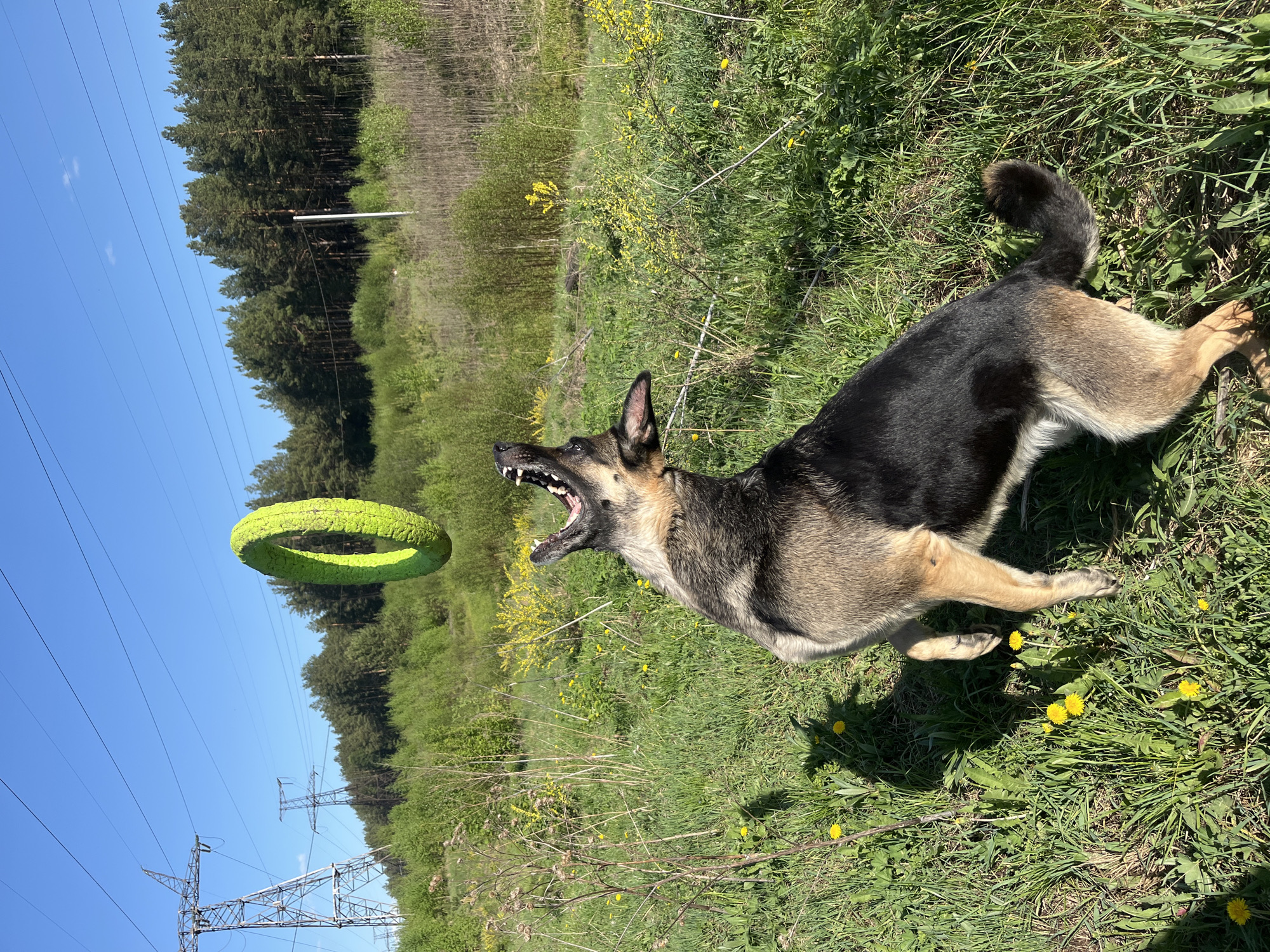 German Shepherd enjoys playtime in Nizhny Tagil park