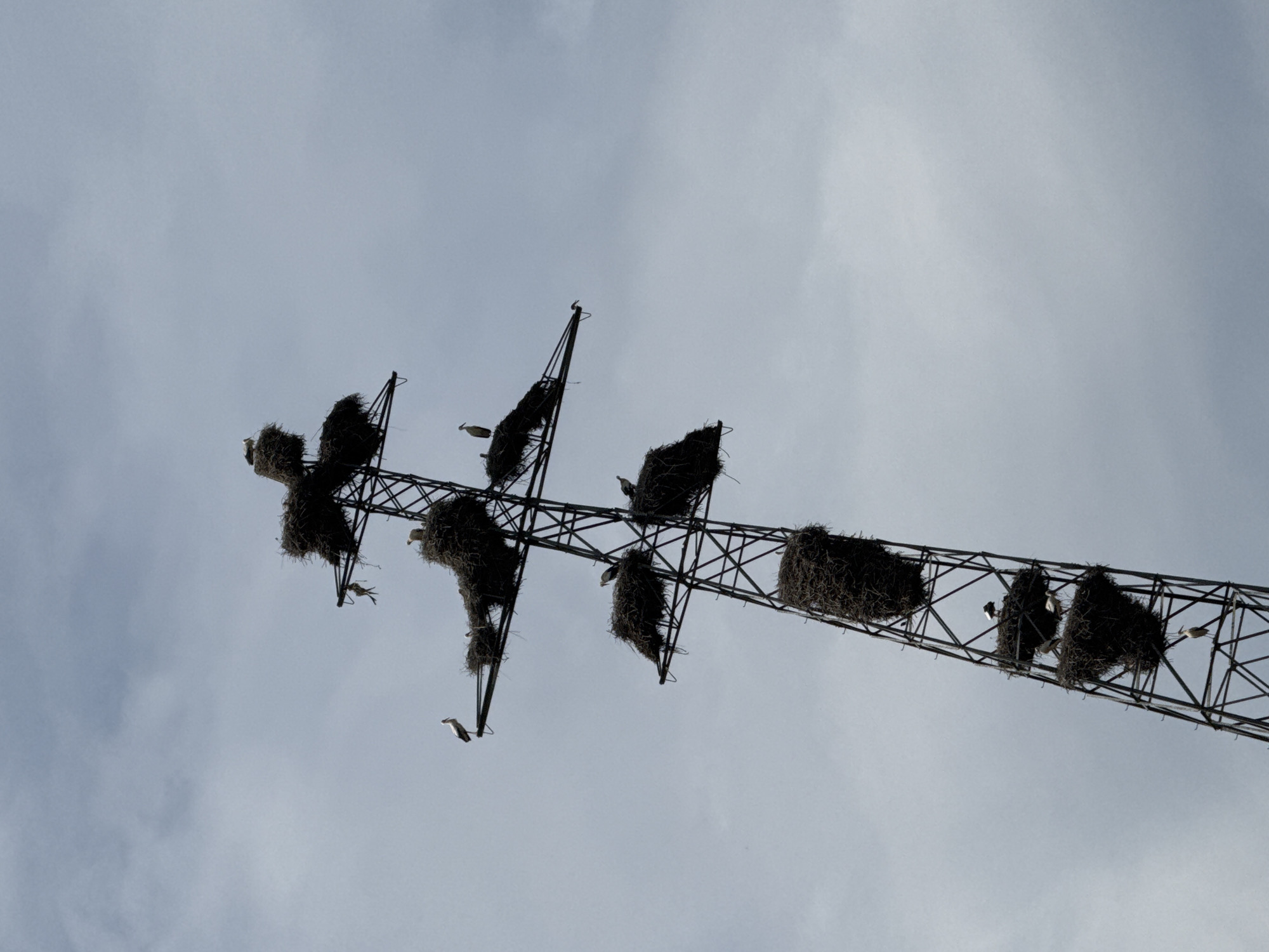 Stork nests spotted on electricity pylon in Binéfar, Spain
