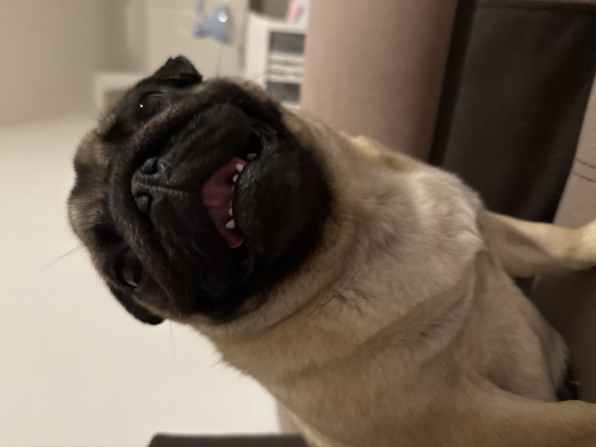 Pugs at play and rest, one cozy evening
