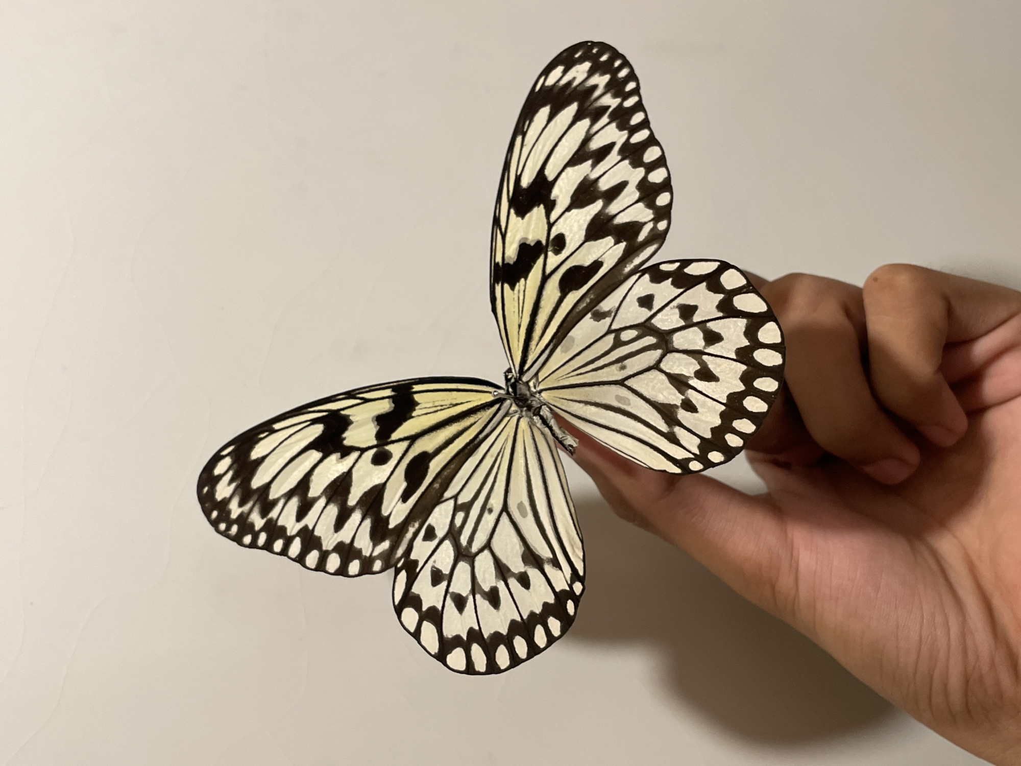 Butterflies, street food, and everyday Davao City life