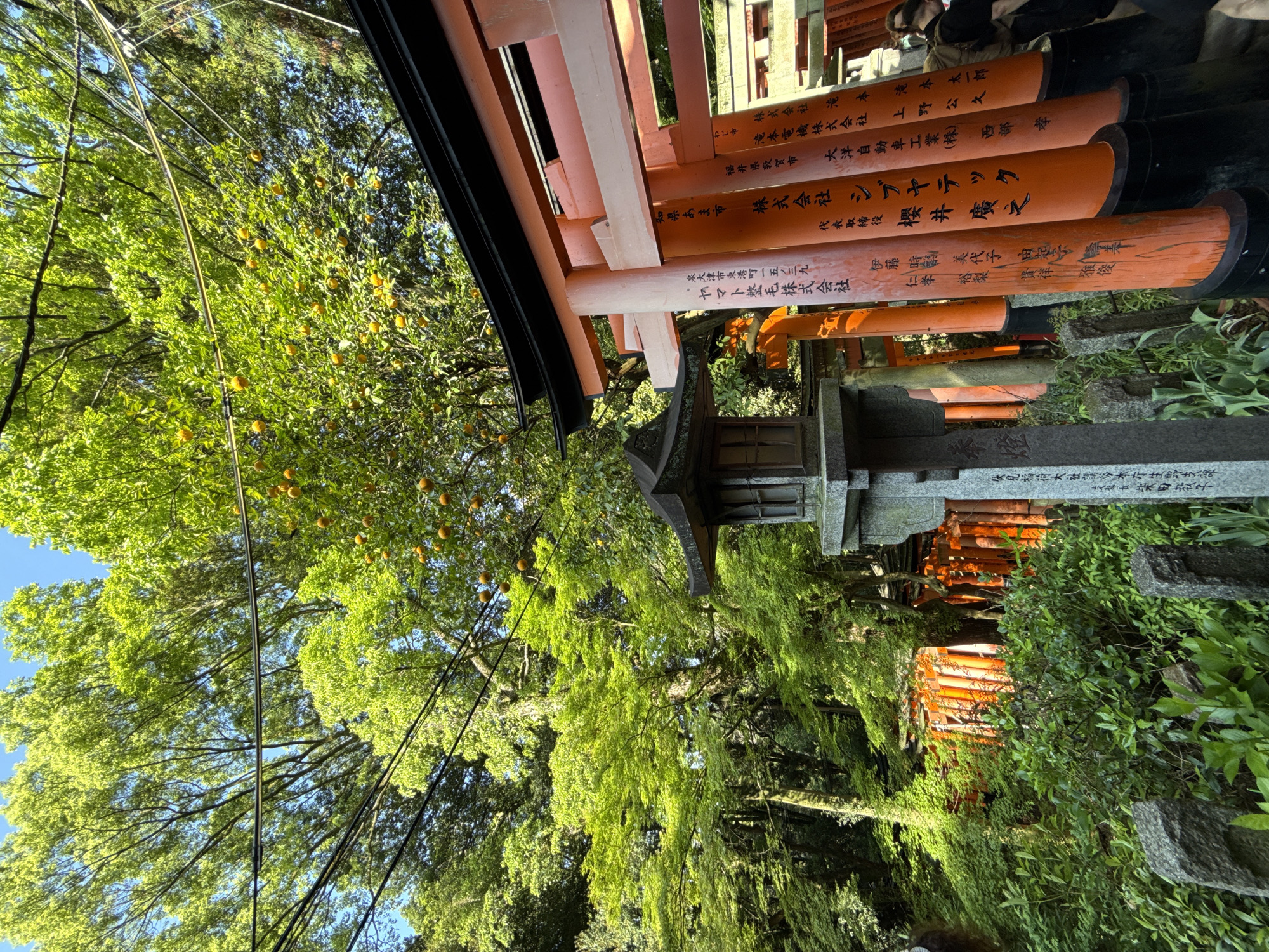 Evening documentation of Fushimi Inari shrine's torii gates