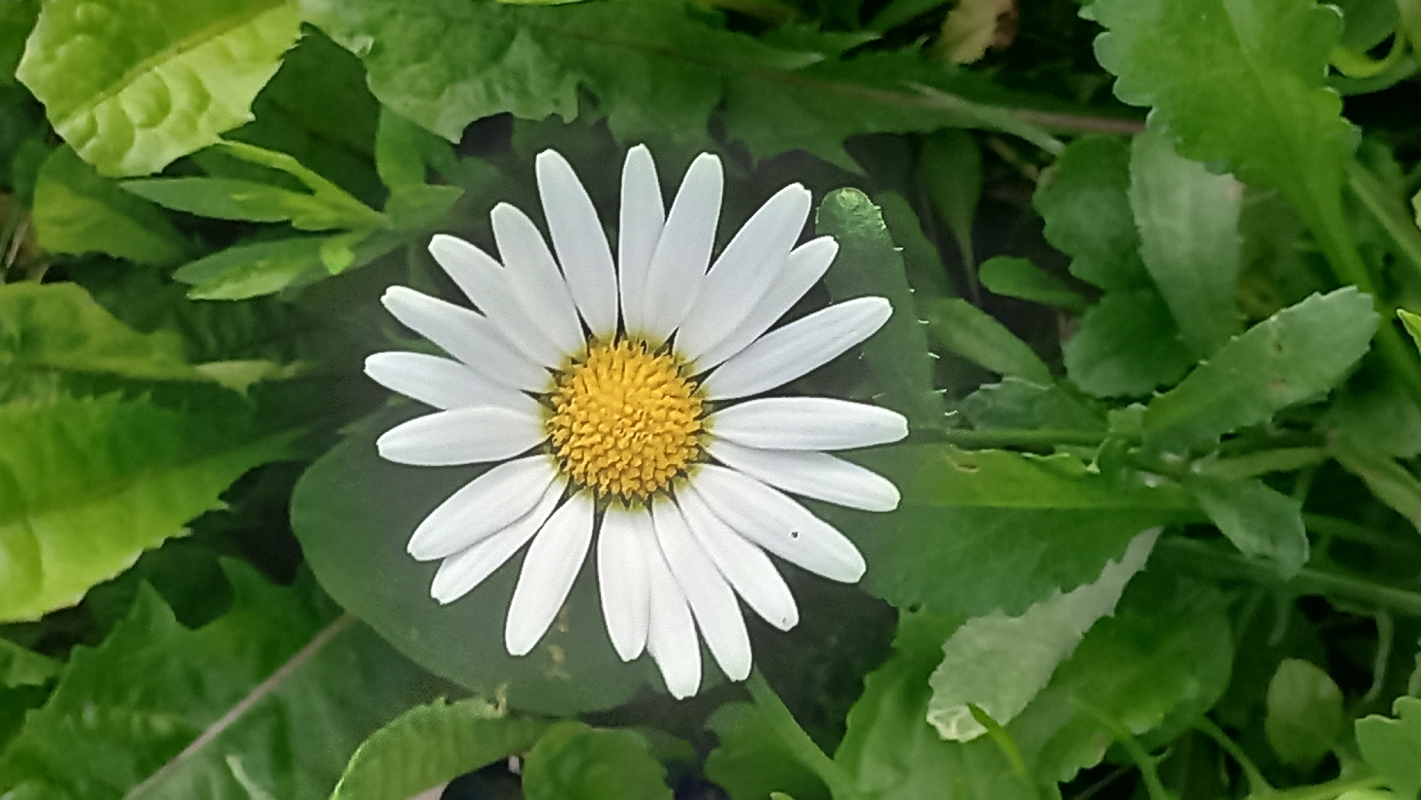 Close-up botanical details: daisy and weeping willow foliage