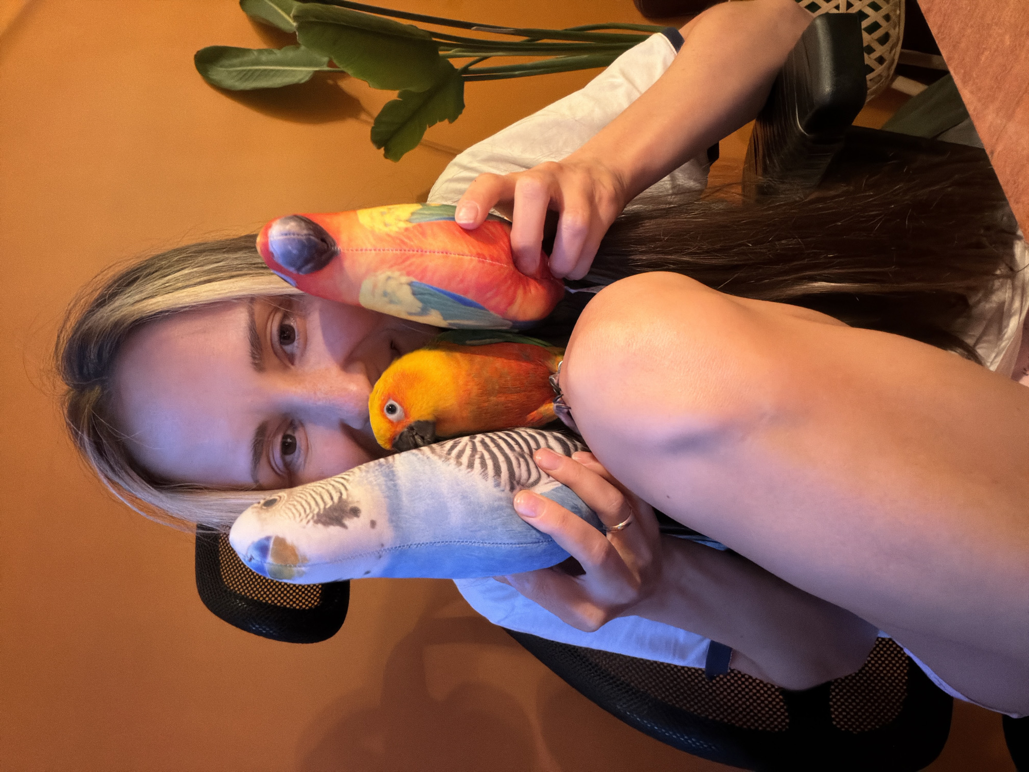 Colorful stuffed parrots on display in a Khimki home office