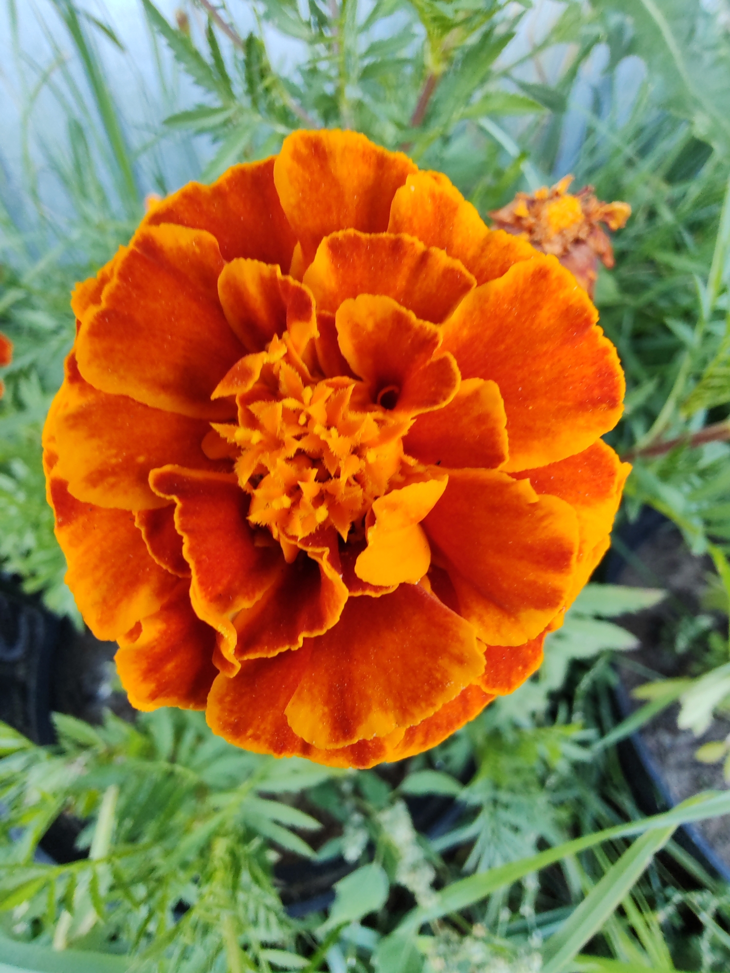 Summer afternoon in Chukhloma: countryside walks and garden close-ups