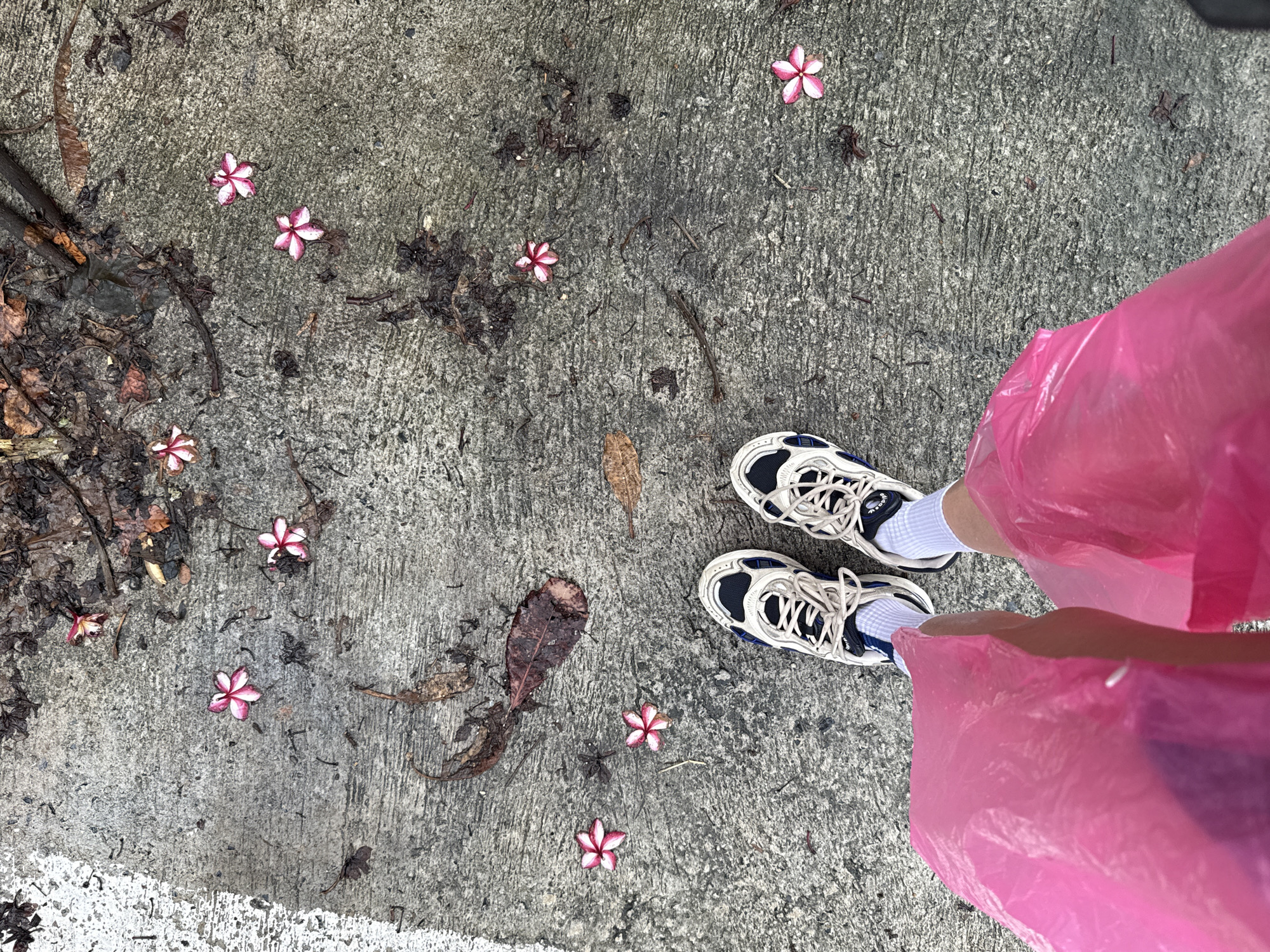 Morning scenes documented across Ko Samui's tropical landscape