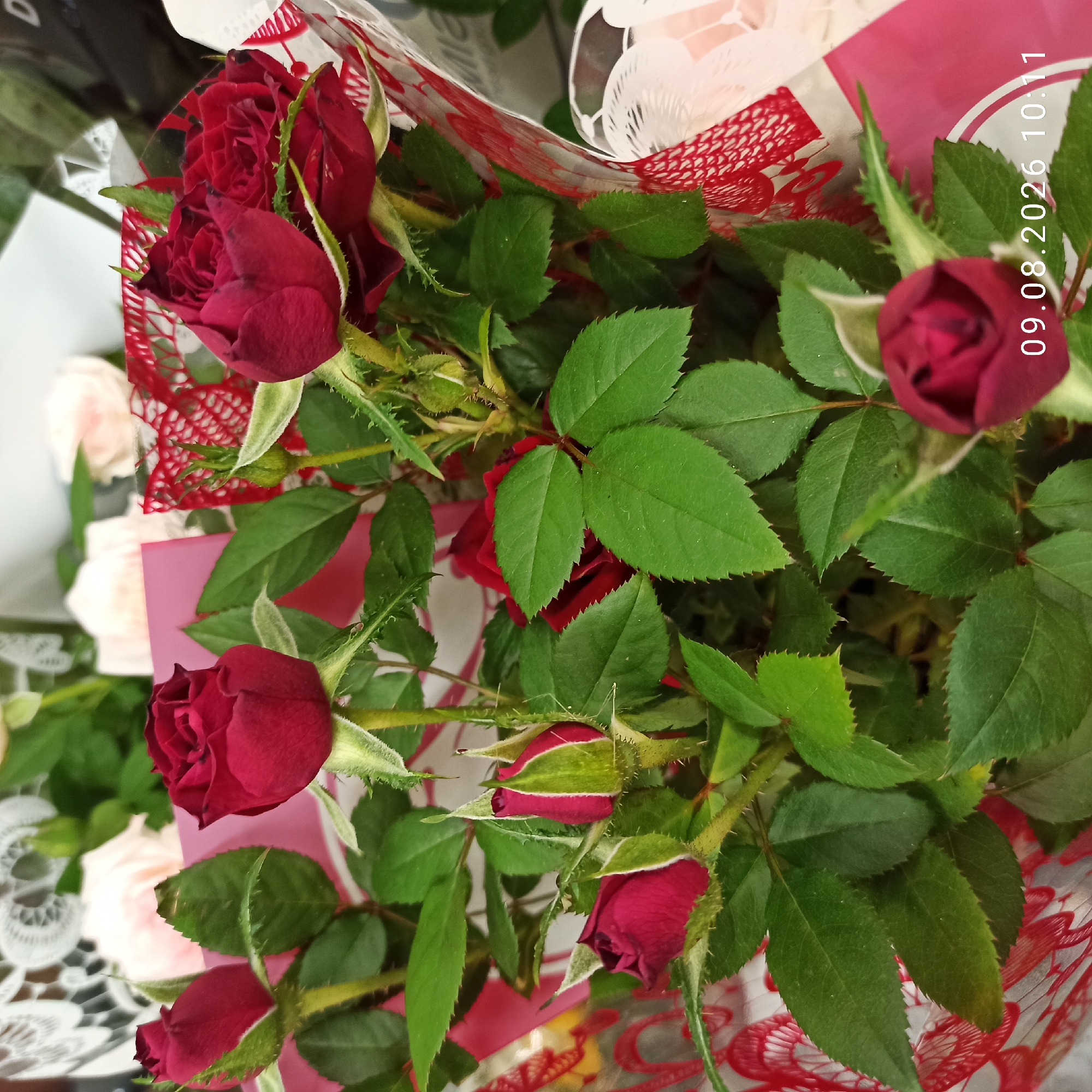 Flowers and cacti on display at a Molfetta retail shop