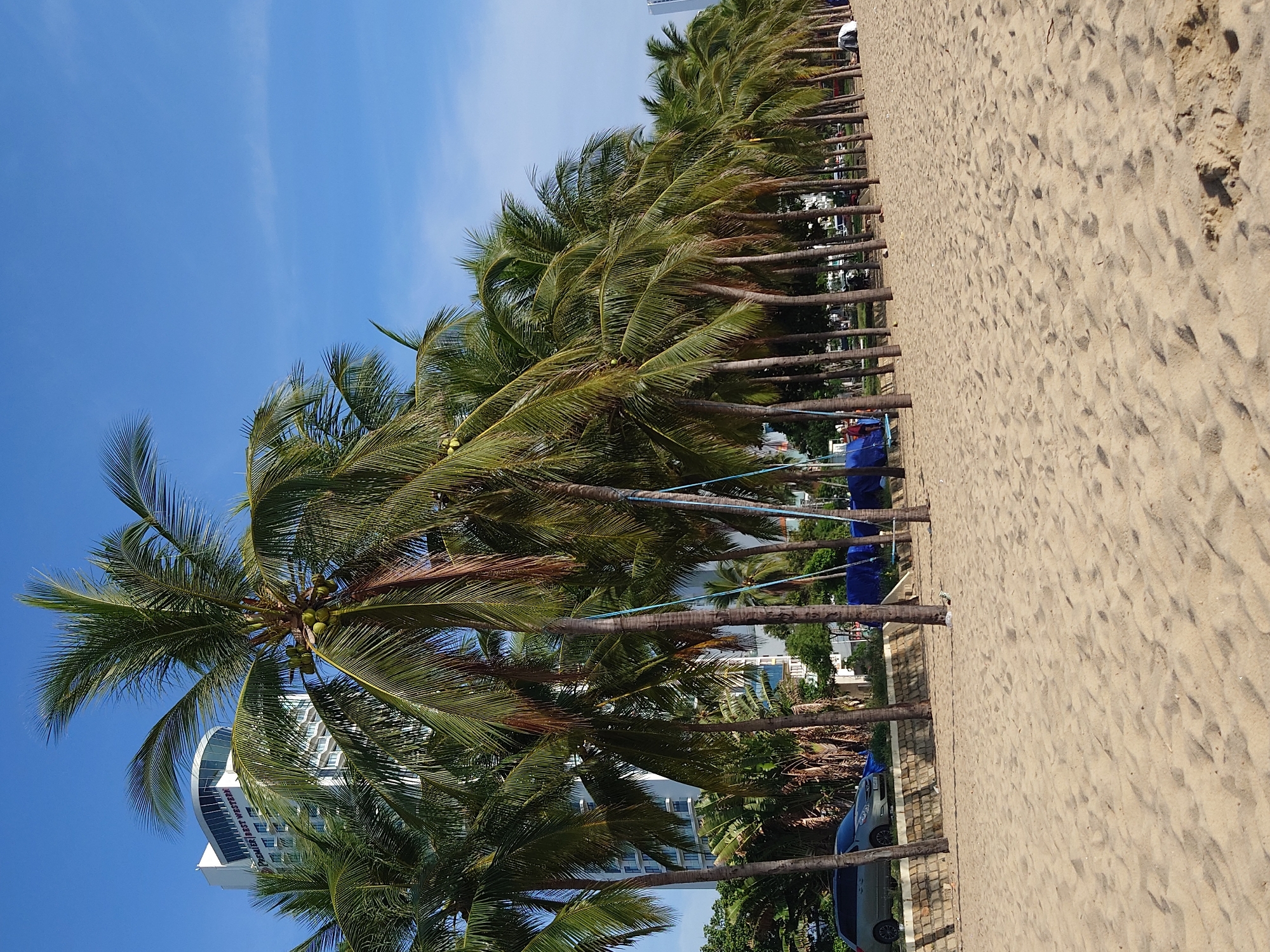 Coconut palms and ocean views along a sunny beach